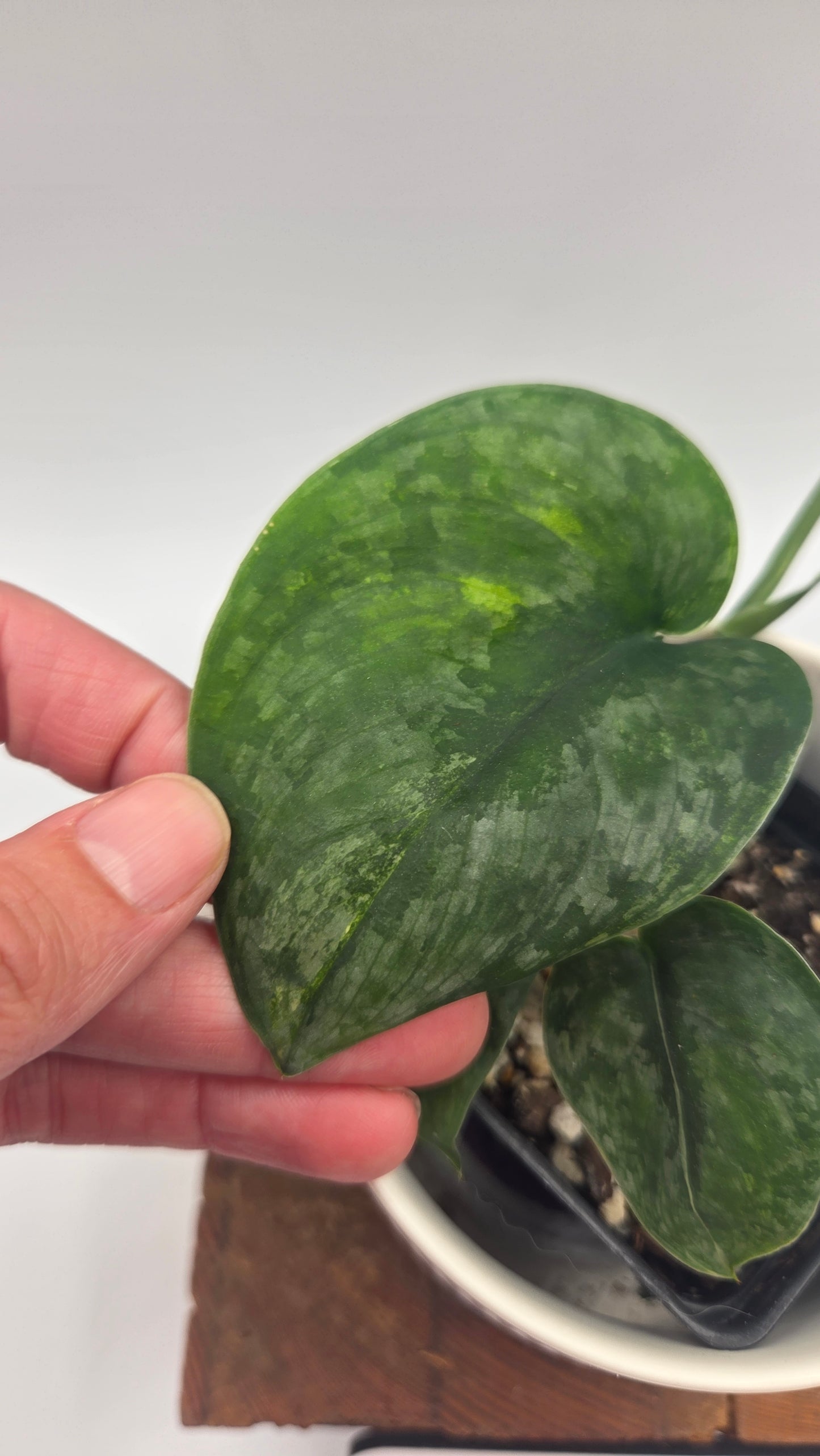 Scindapsus Silver Tattoo Variegata (SCI-1093)