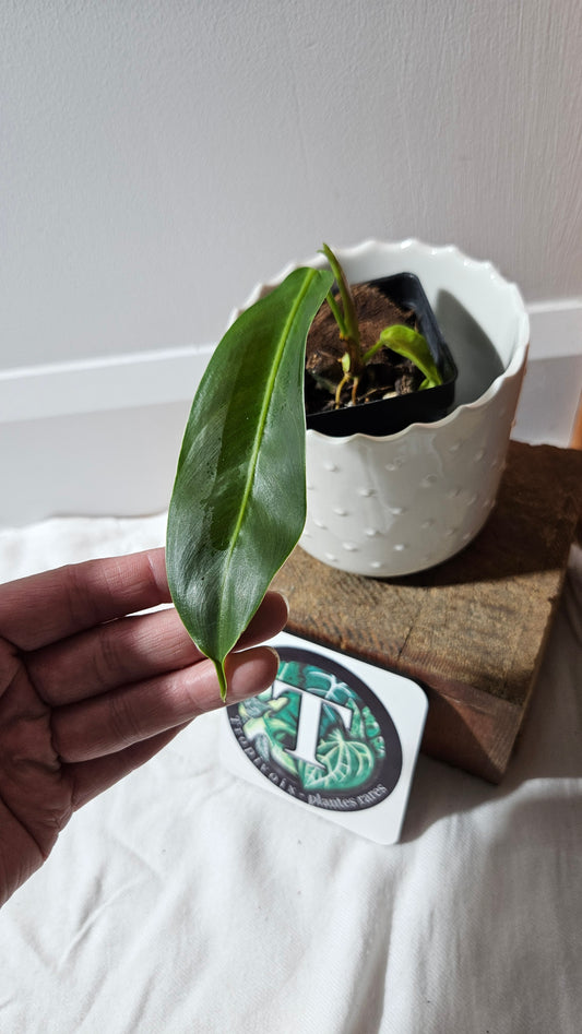 Philodendron Patriciae (PHI-886)