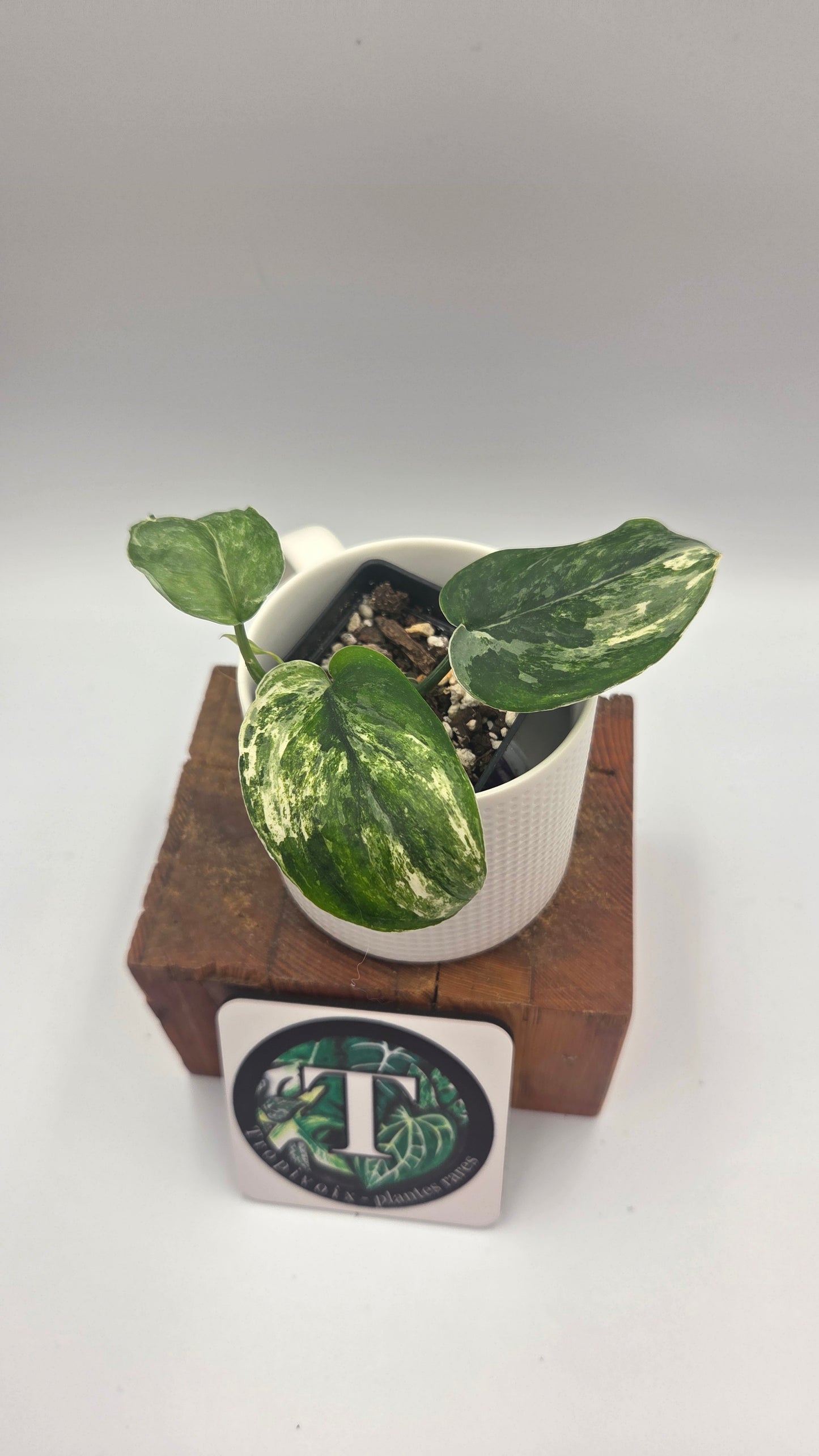 Scindapsus Exotica Salaka Tricolore (SCI-1048)