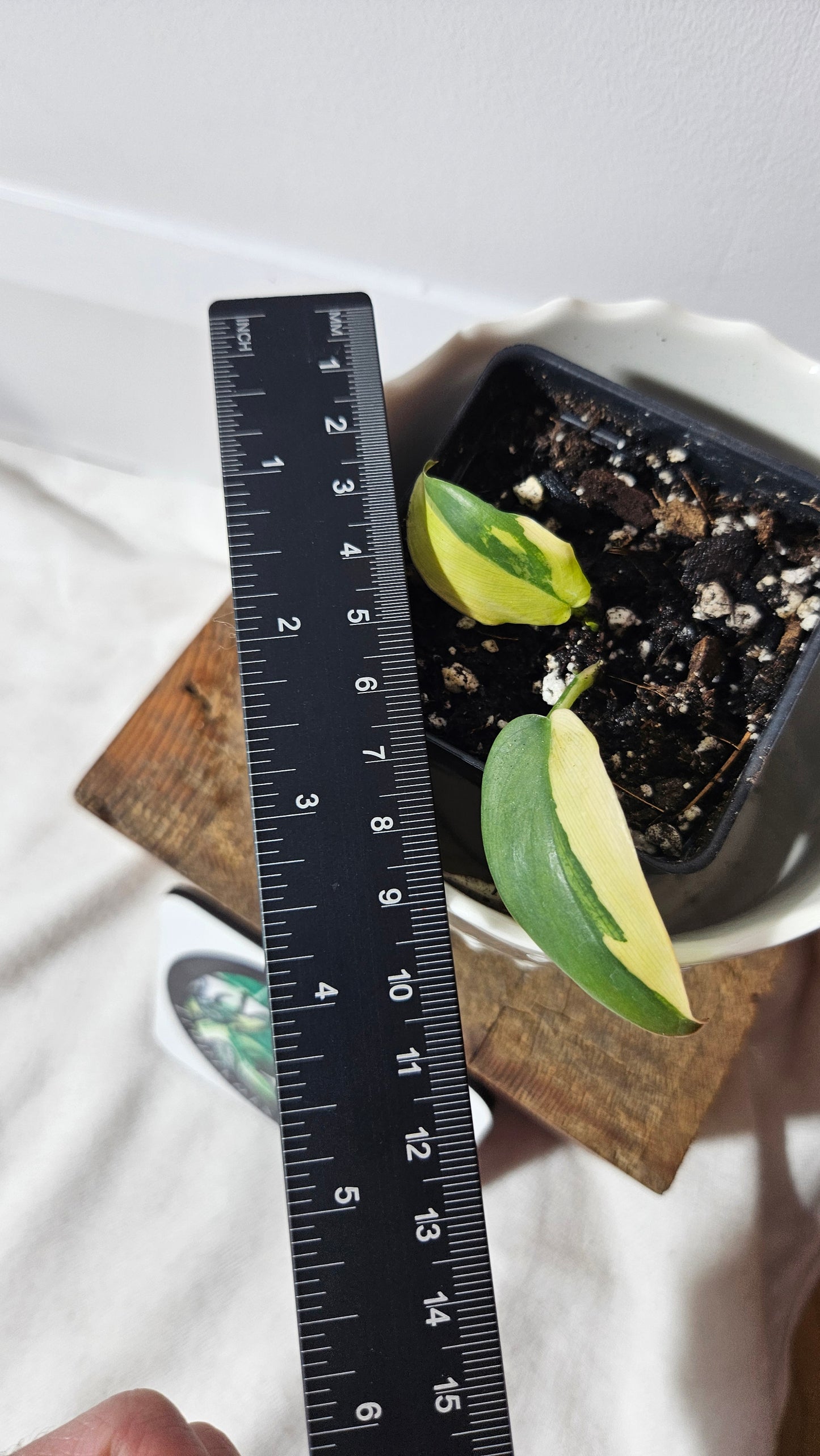 Philodendron Violin Variegata (PHI-732)
