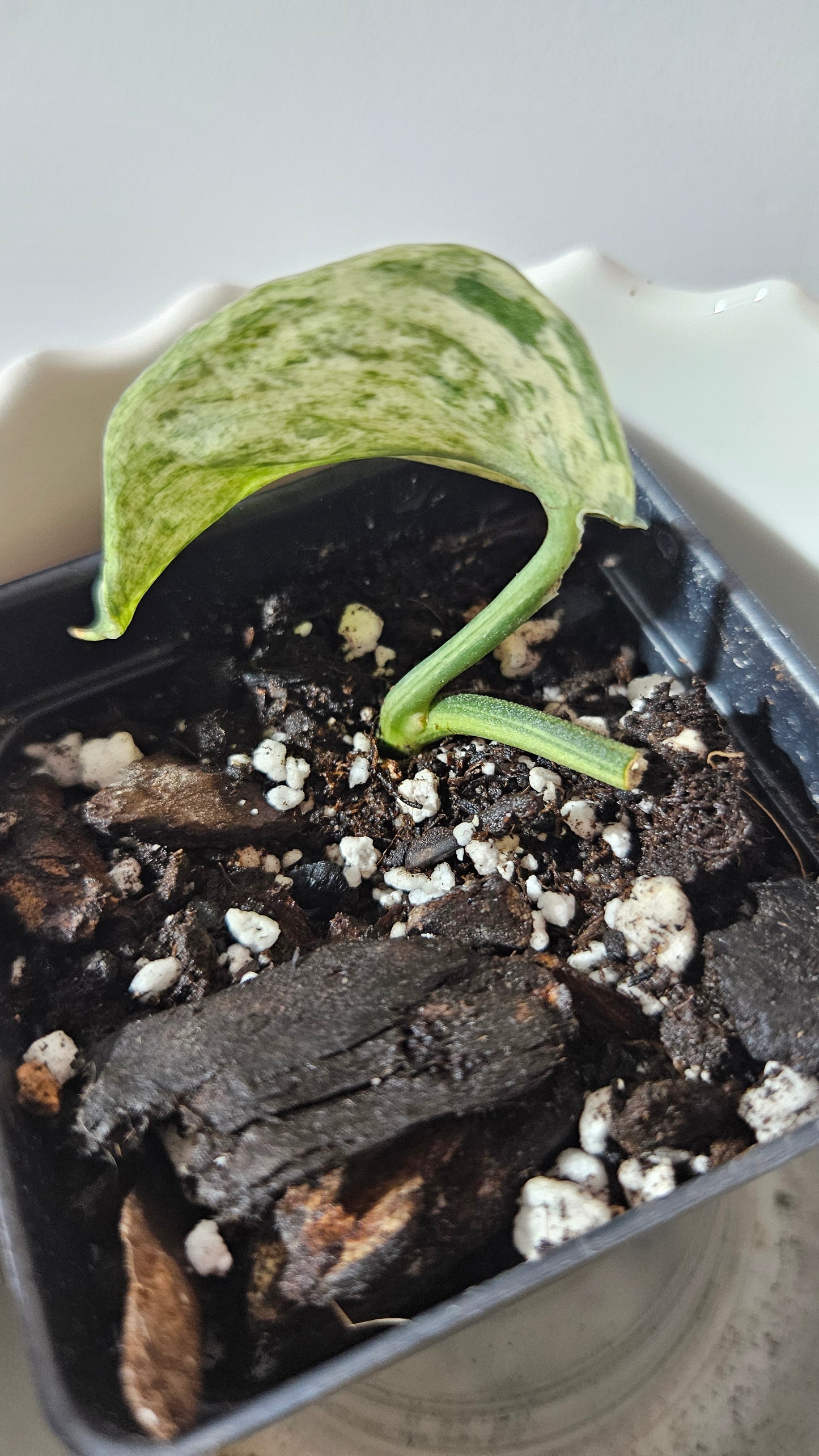 Scindapsus Silver Cloud mutation (SCI-1000)