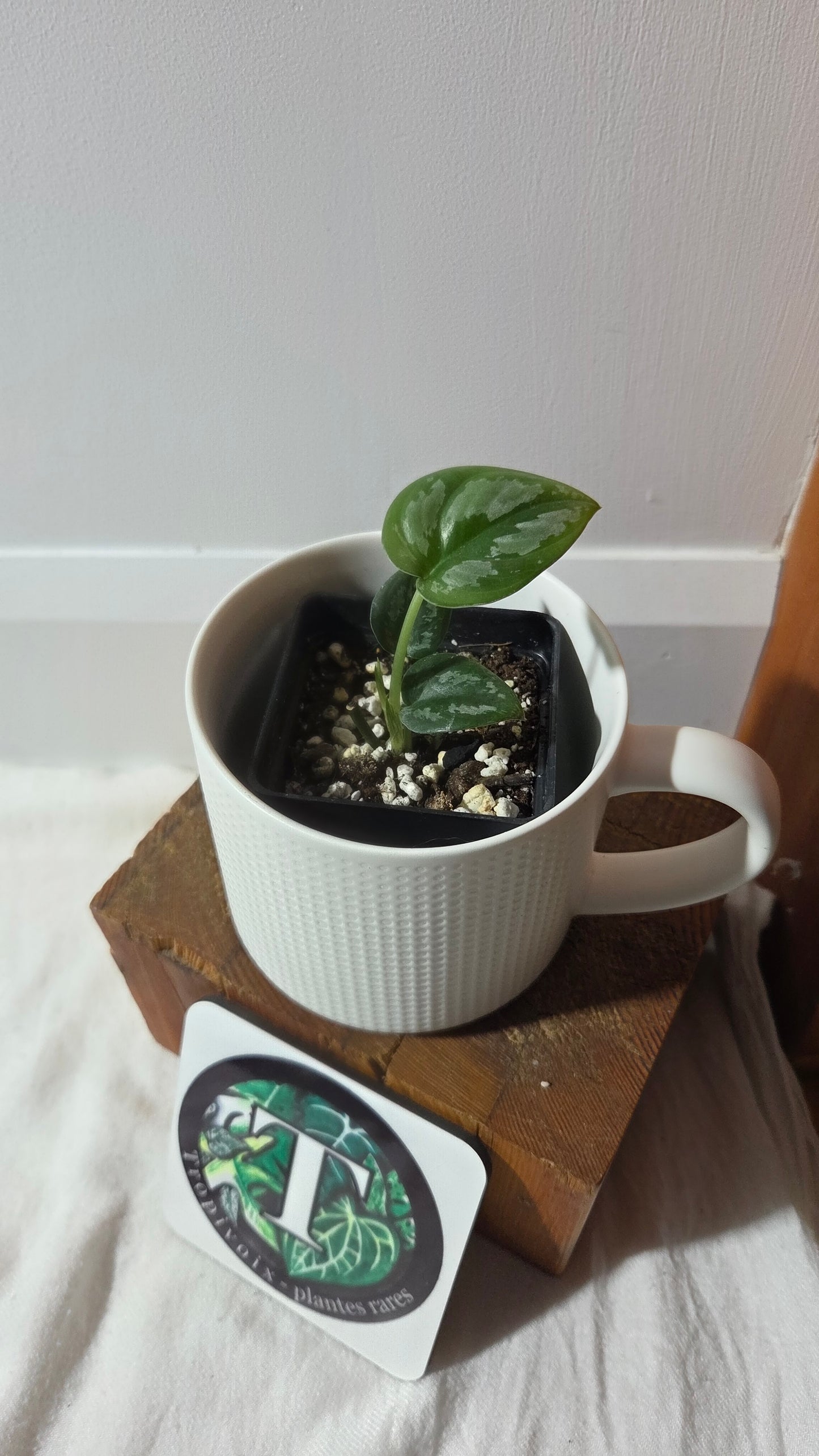 Scindapsus Dark Tricolore (SCI-1357)