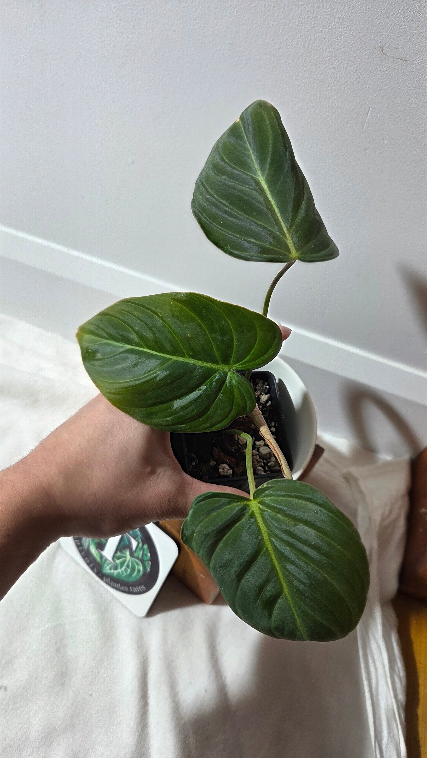 Philodendron Glorious (PHI-1009)