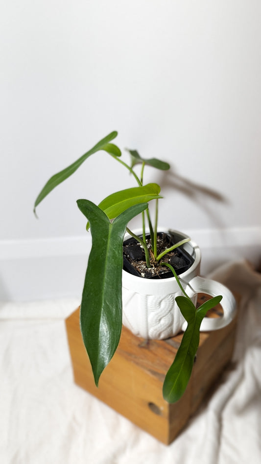 Philodendron Longilobatum (PHI-341)