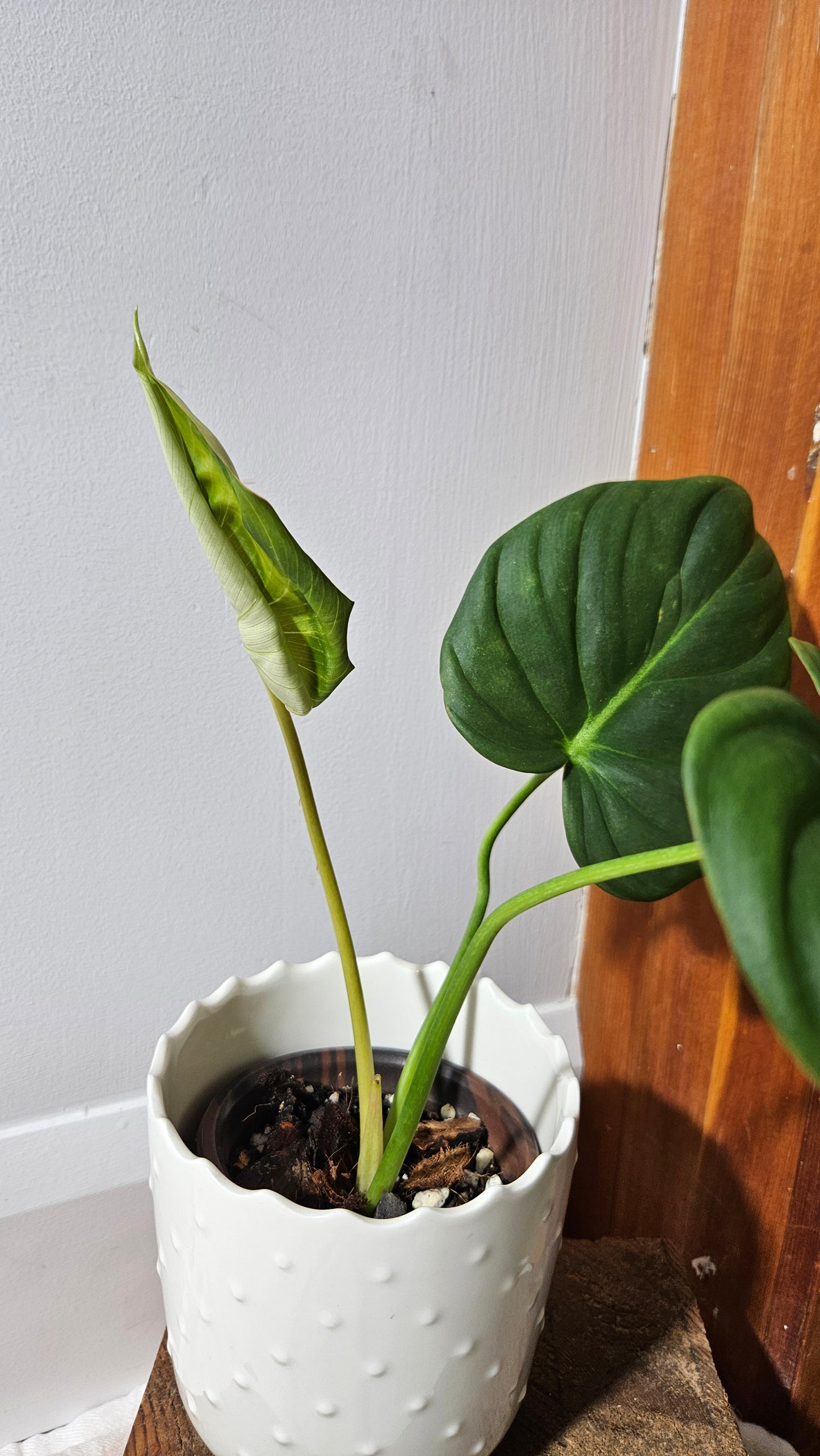 Philodendron Dean McDowell (PHI-925)
