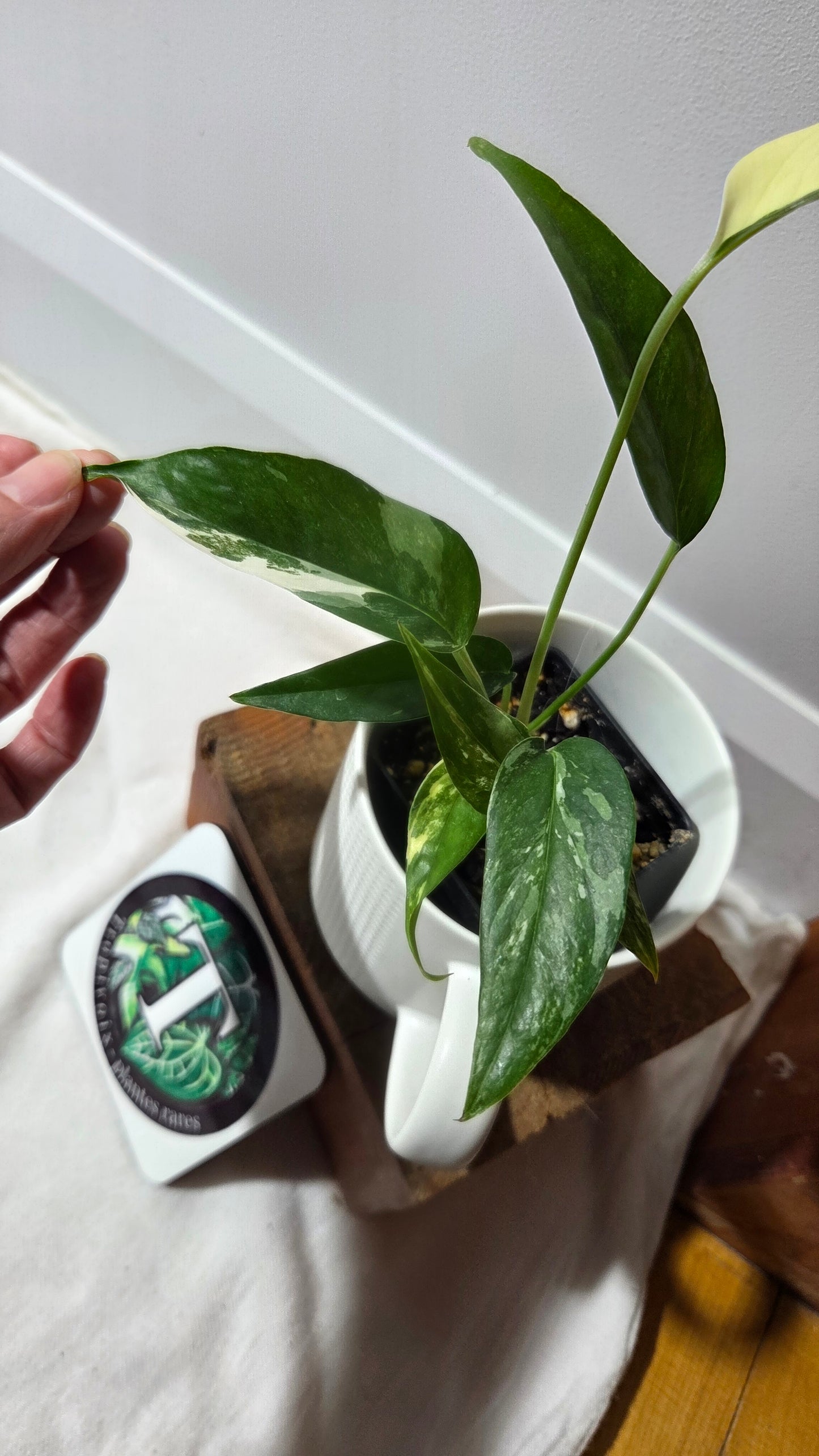 Epipremnum pinnatum Albo (EPI-195)