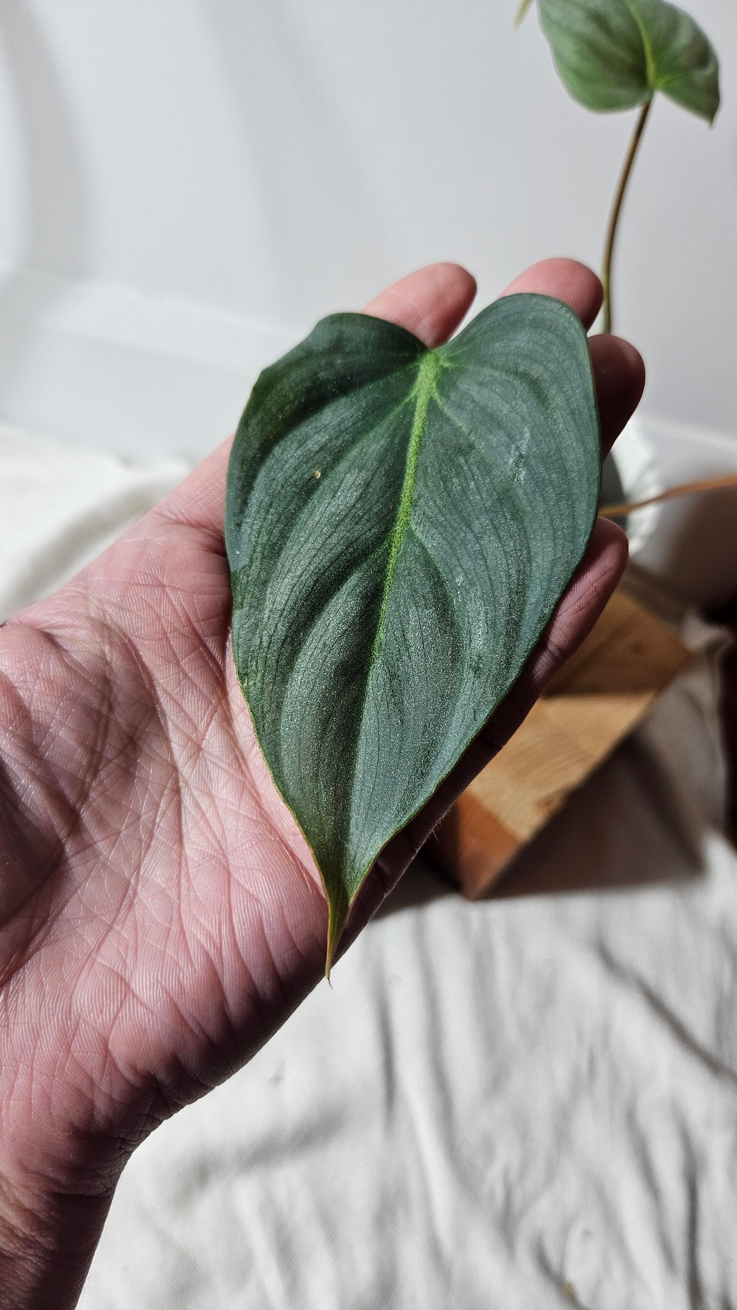 Philodendron Gloriosum Veins (PHI-671)