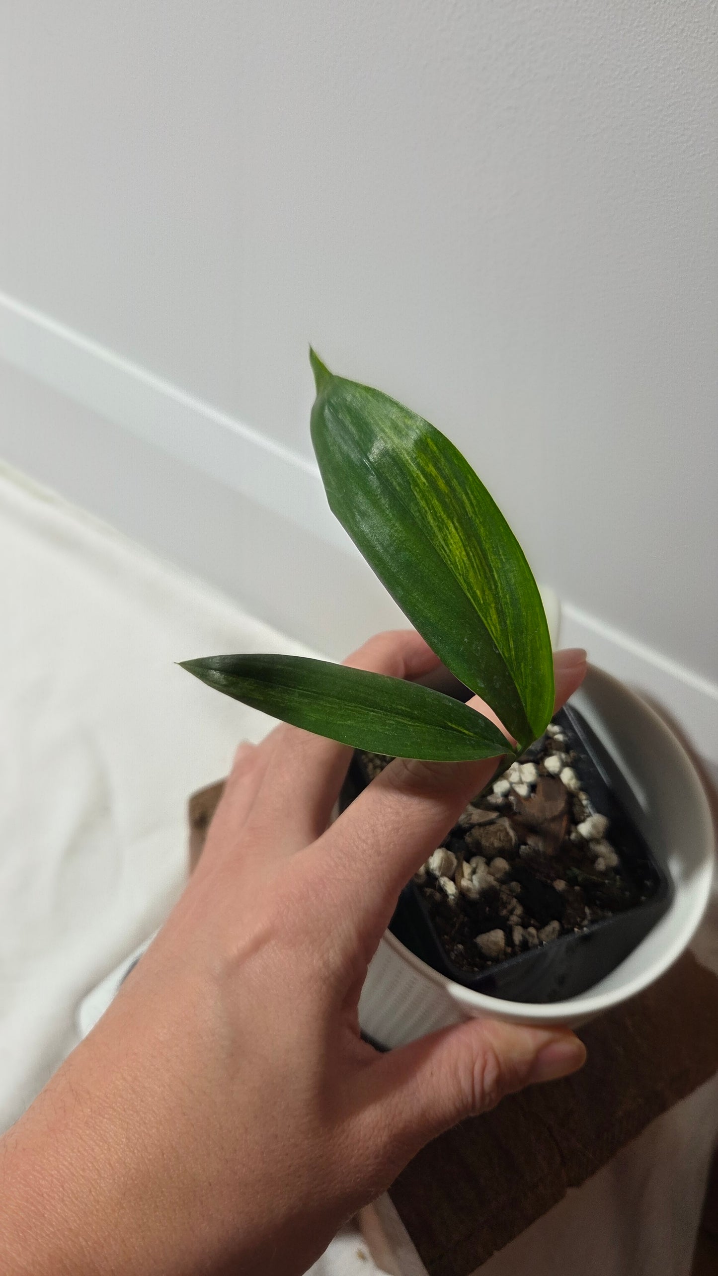 Epipremnum Amplissinum Variegata (EPI-230)