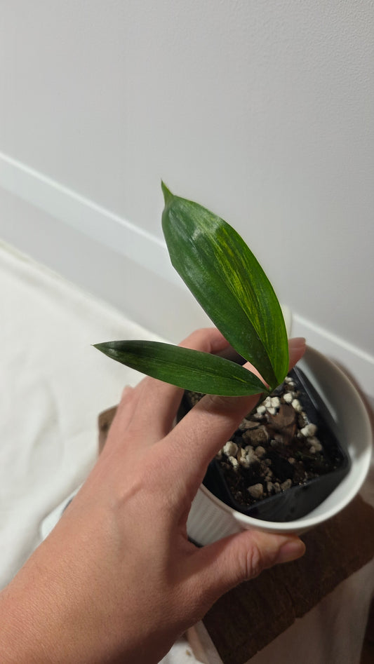 Epipremnum Amplissinum Variegata (EPI-230)