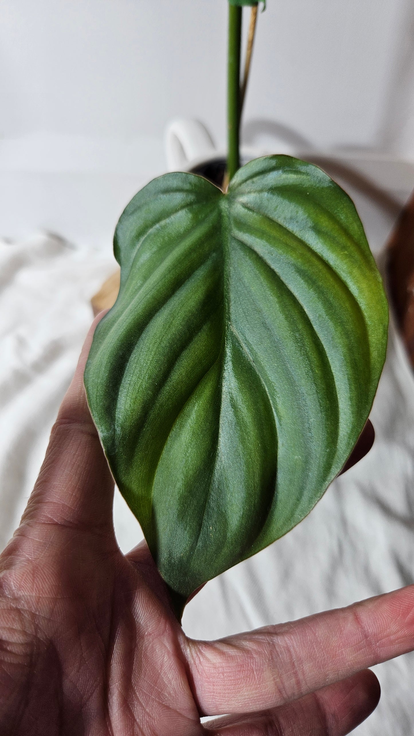 Philodendron Aff Colombia (PHI-640)