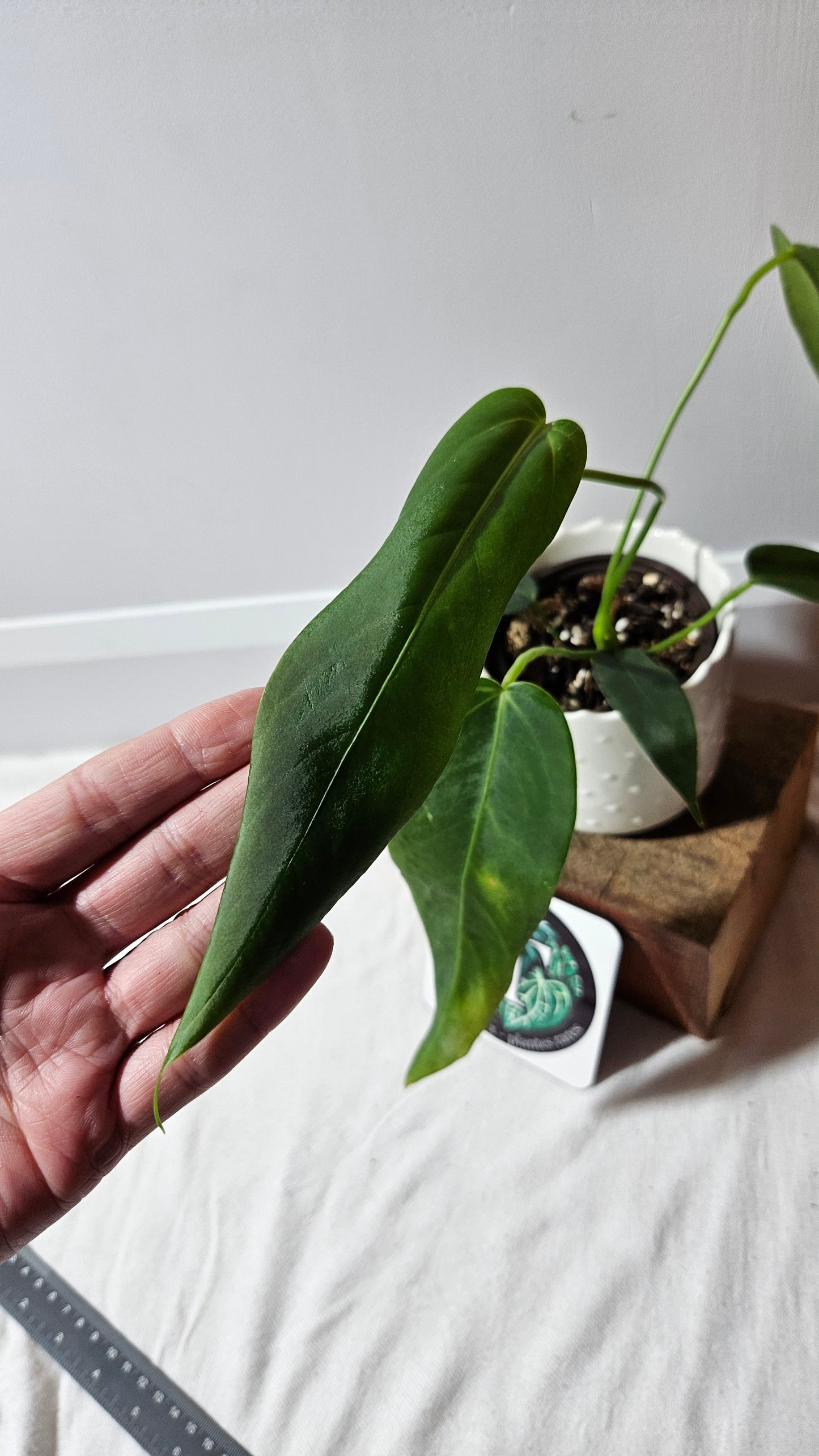 Anthurium Cirinoi aff Black Velvet "format MOYEN"(ANT-485)