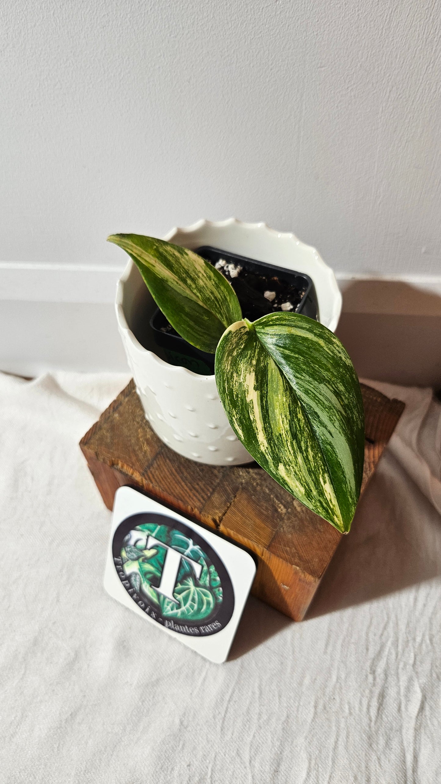 Scindapsus Rubicon (SCI-990)