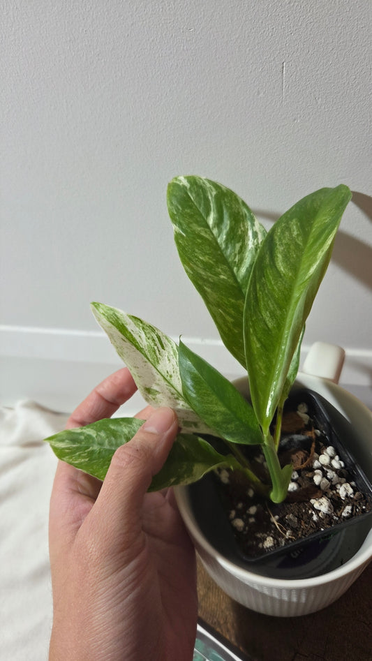 Rhaphidophora Megasperma Variegata (AUT-088)