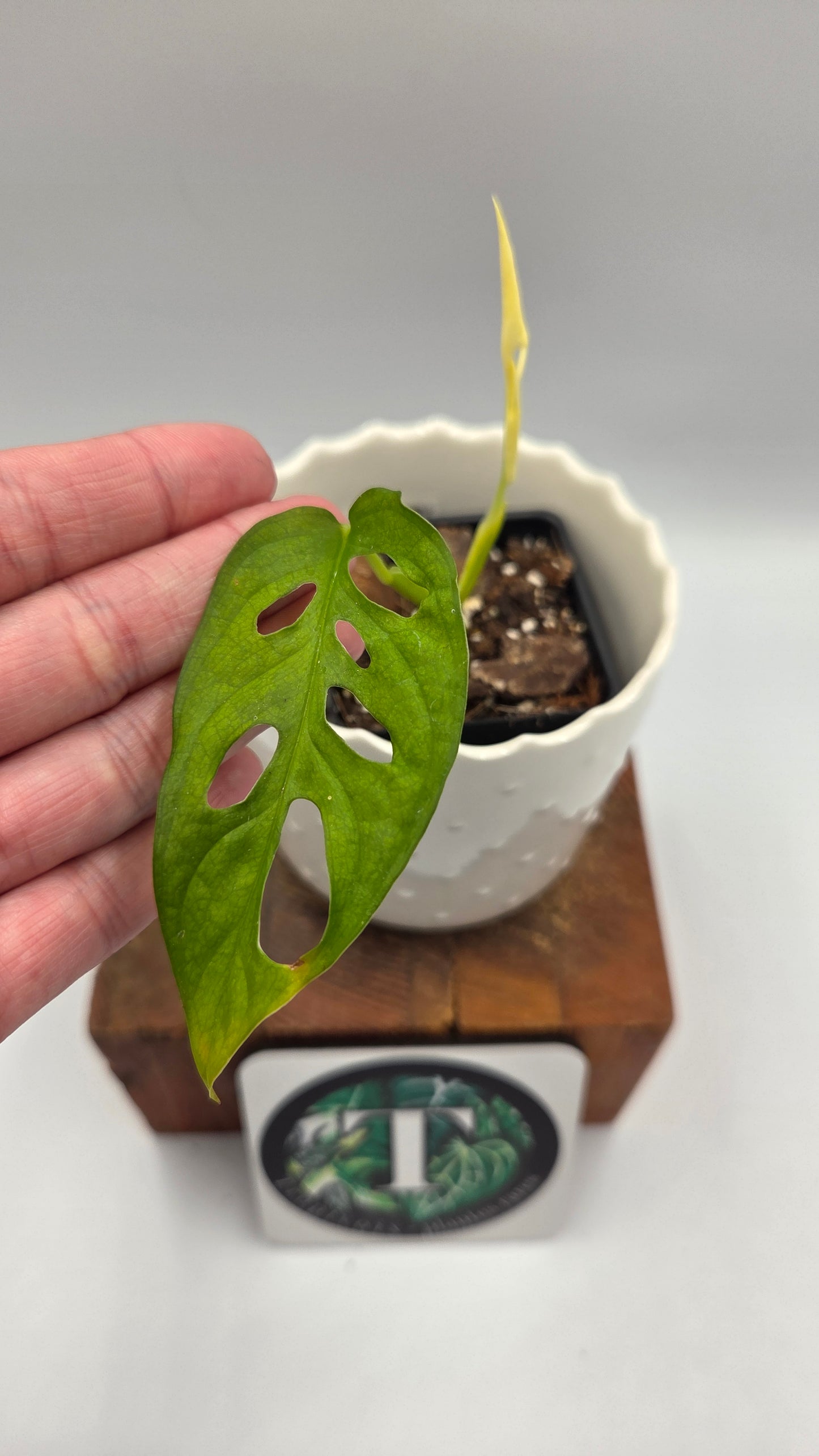 Monstera Andasonii Archipelago Ghost (MON-541)