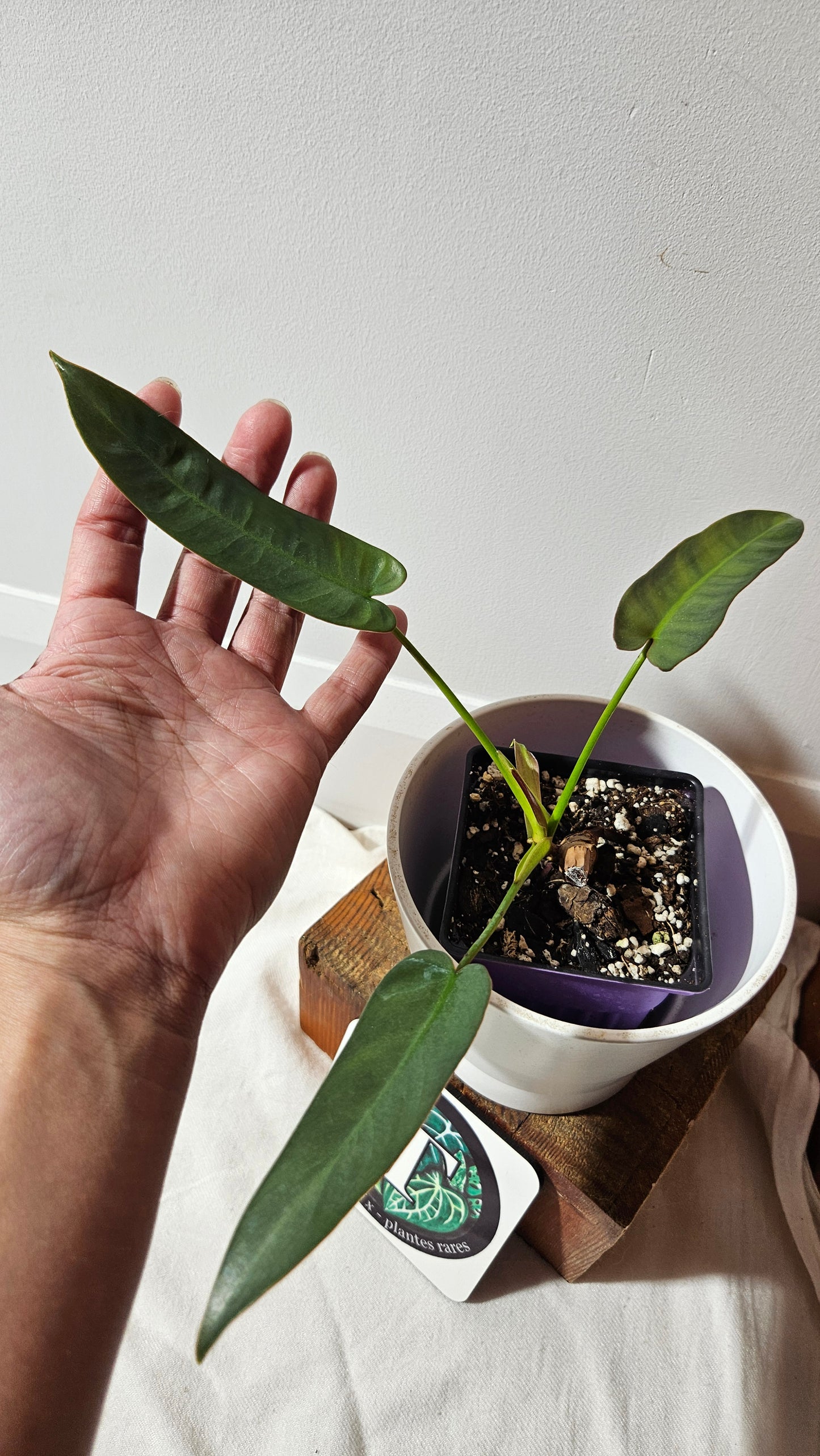 Philodendron Atabenpoense (PHI-943)