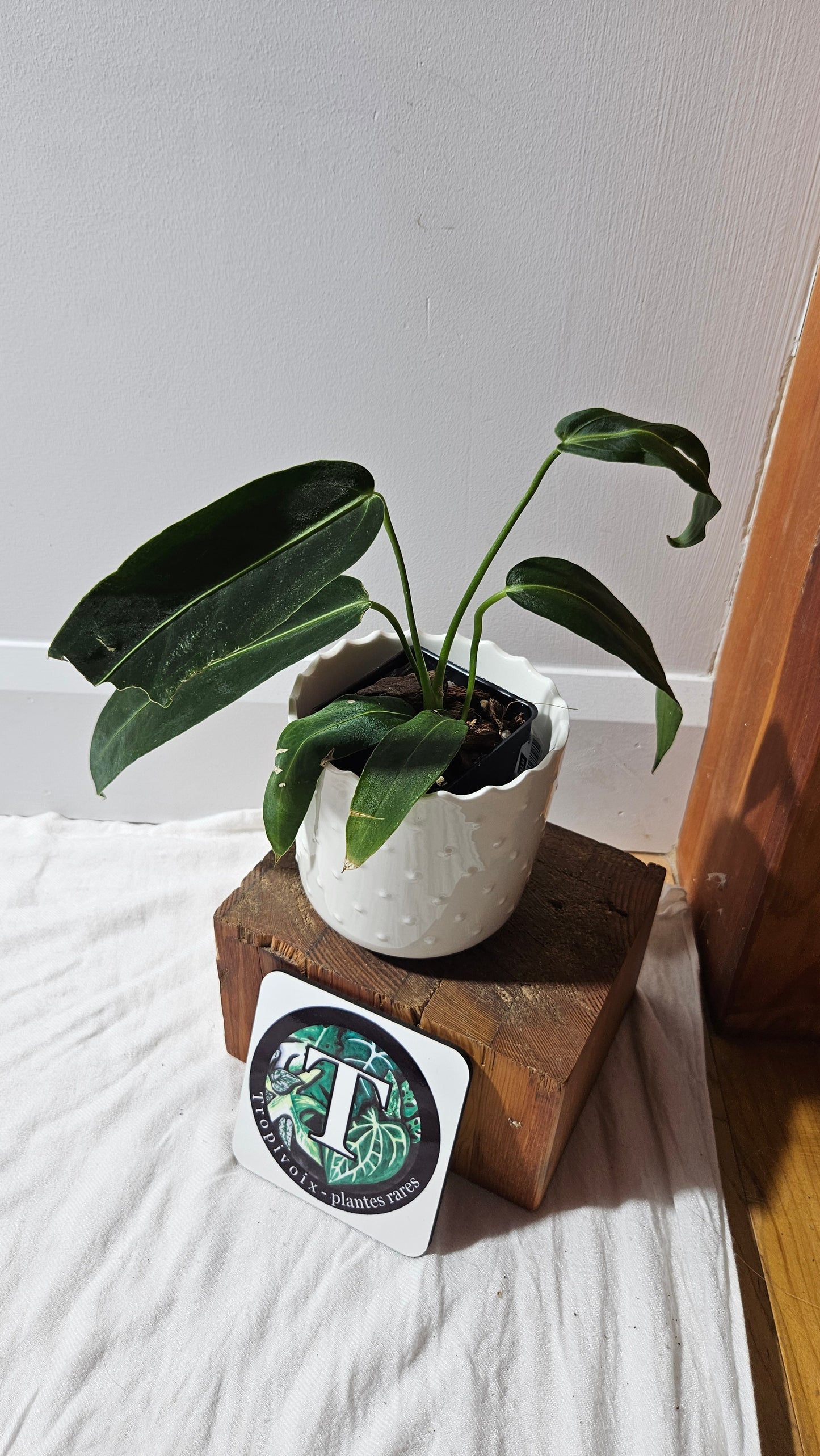 Anthurium Warocqueanum Dark "format MOYEN"(ANT-605)