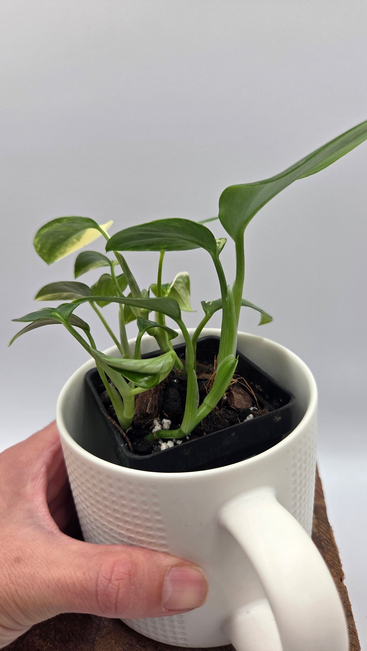 Monstera Standleyana Aurea (MON-584)