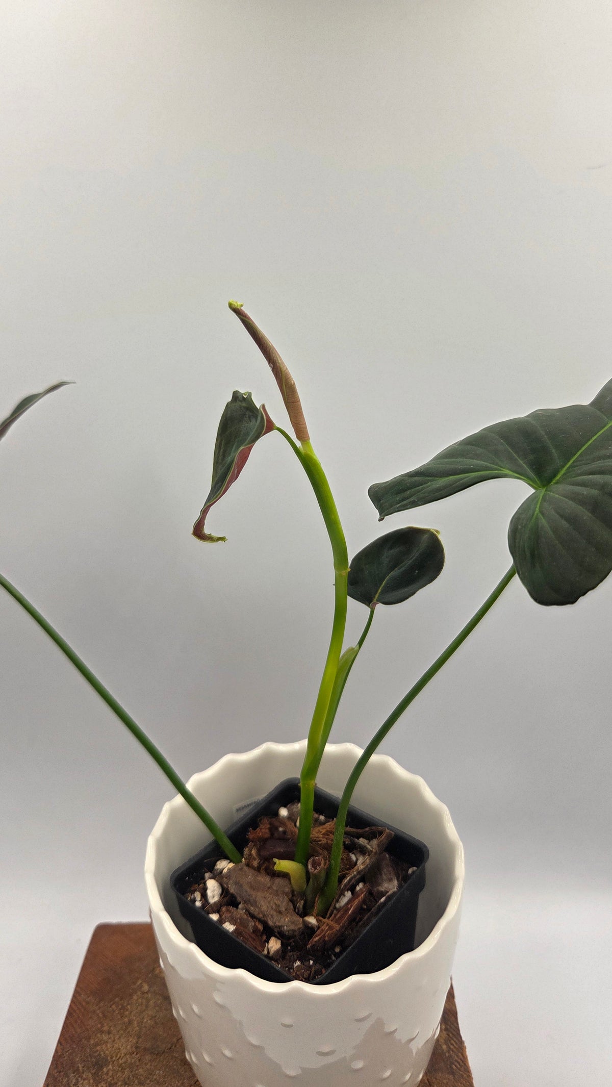 Philodendron Lupinum "Mature"(PHI-1089)