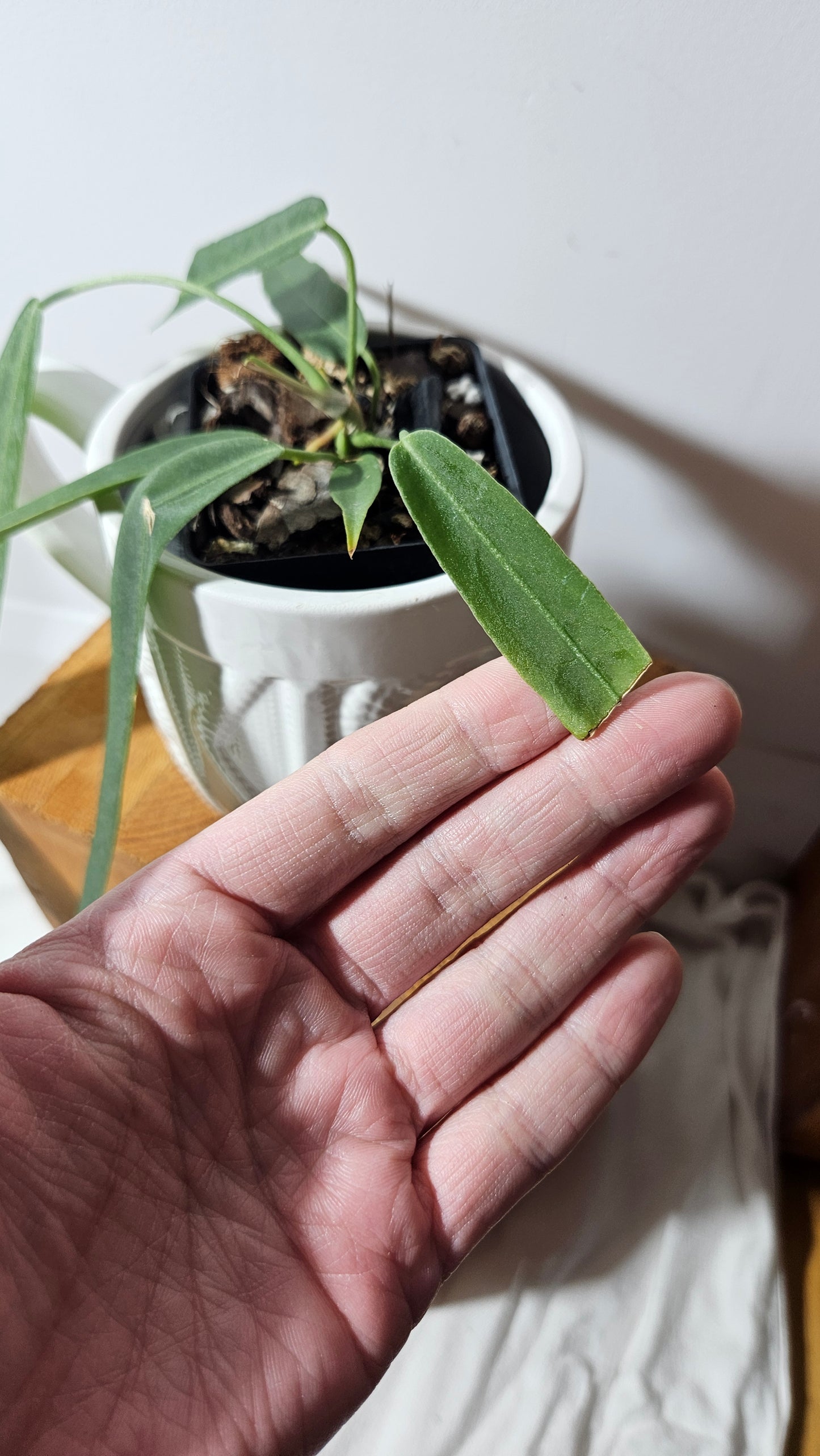 Anthurium Pallidiflorum "format MOYEN"(ANT-196)