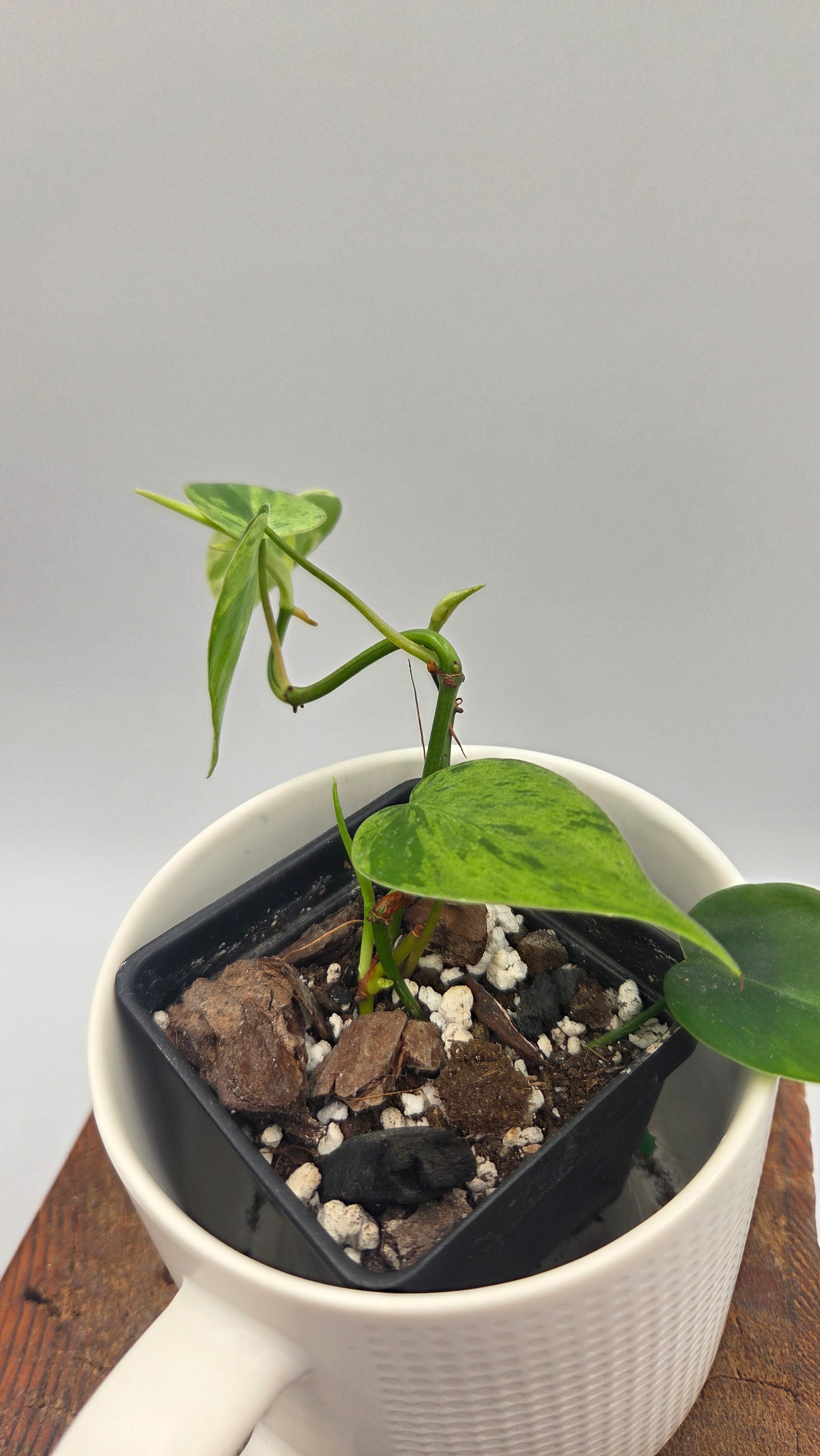 Philodendron Hederaceum Variegata (PHI-1065)