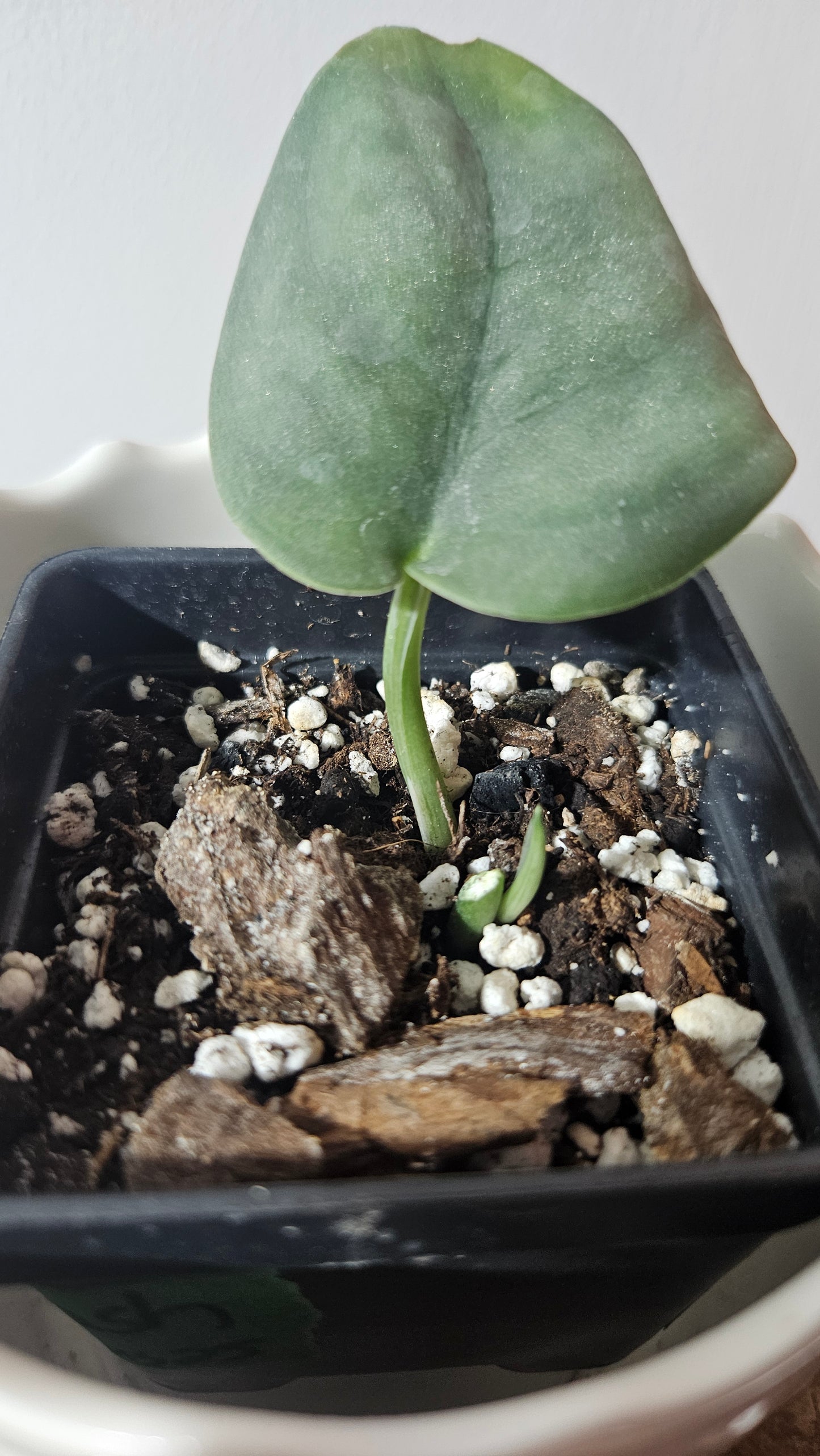 Scindapsus Dark Splash (SCI-936)