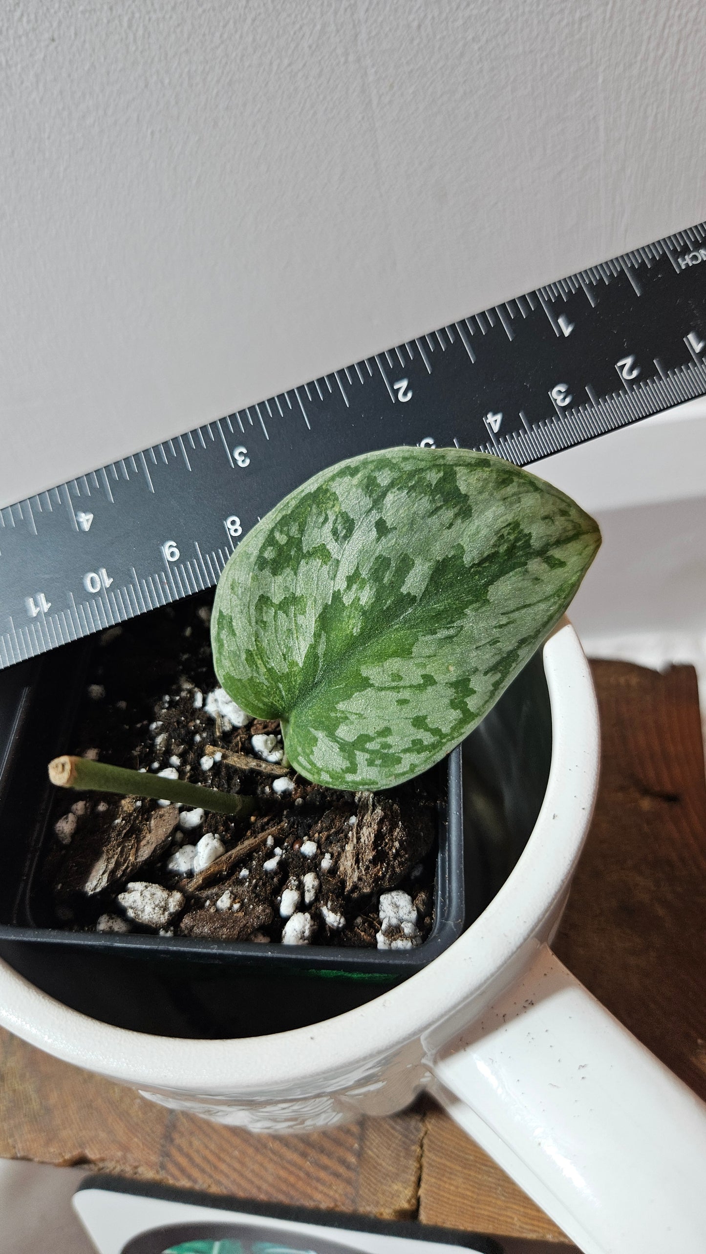Scindapsus Geulis (SCI-1216)