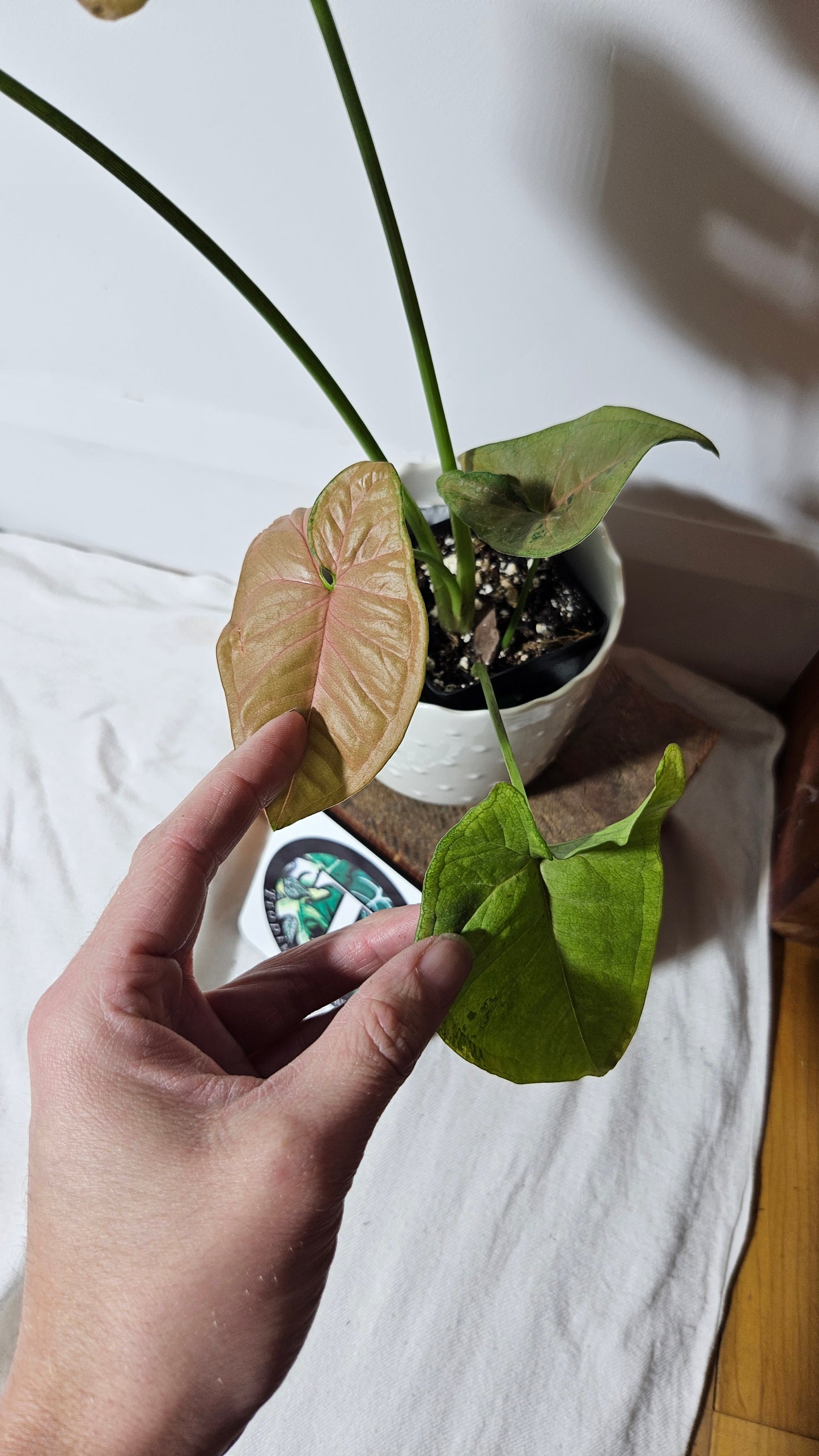 Syngonium Pink Flecked (SYN-315)