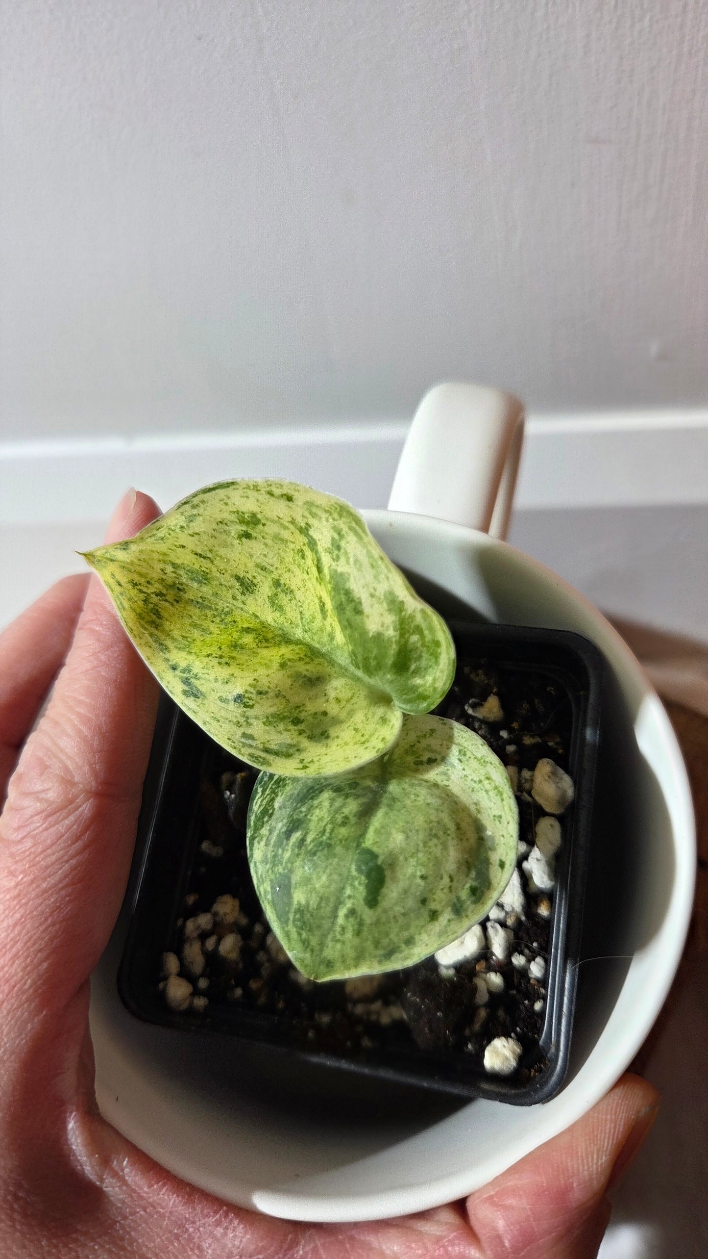 Scindapsus Jade Satin Marble RF (SCI-1377)