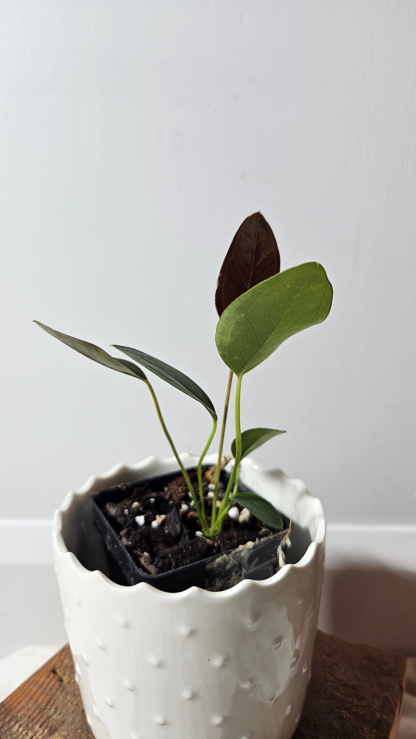 Anthurium Lingua "Format PETIT" (ANT-209)