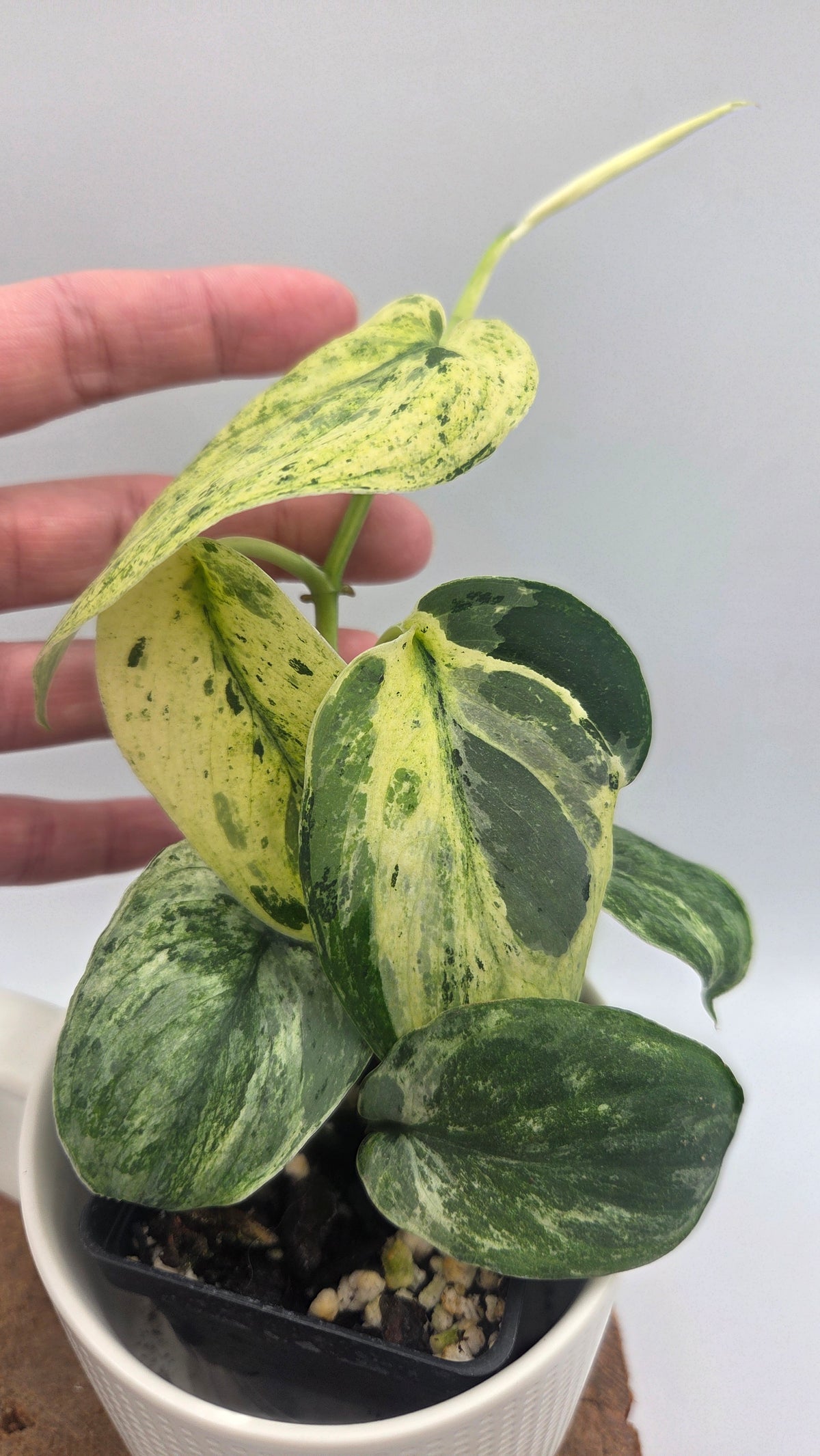 Scindapsus Silver Splash Tricolore (SCI-1154)