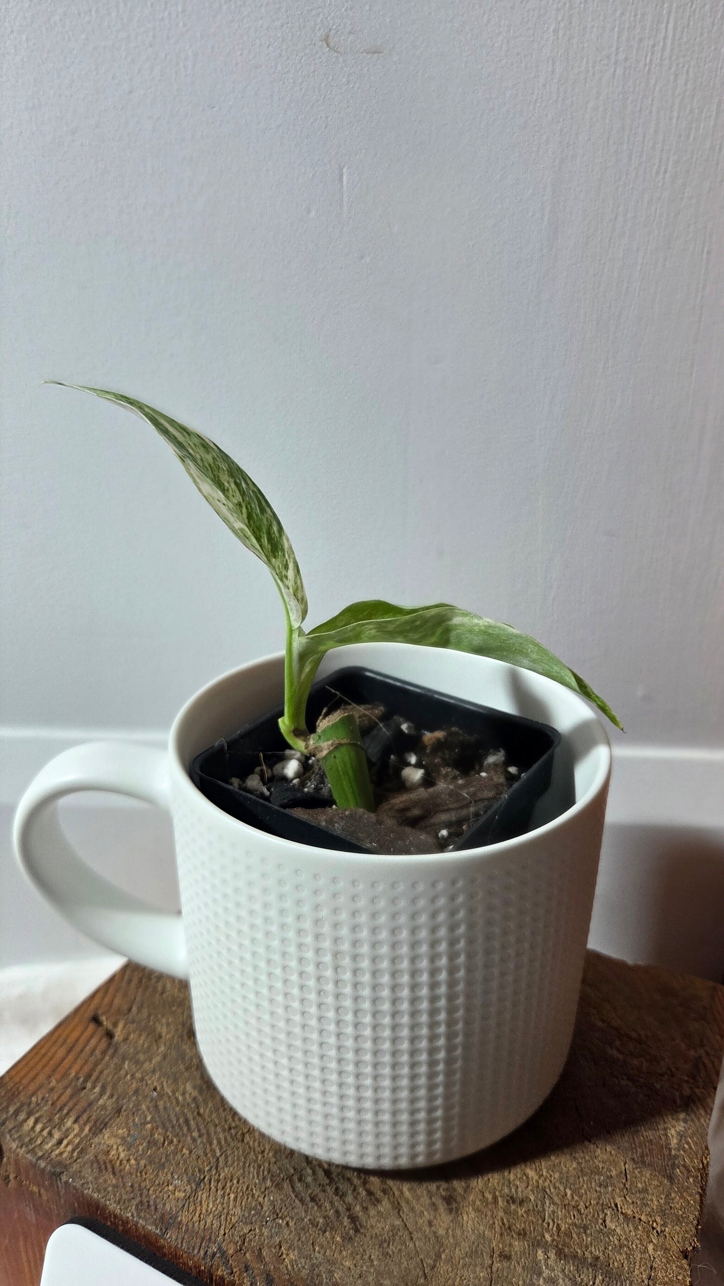 Rhaphidophora Megasperma Variegata (AUT-087)