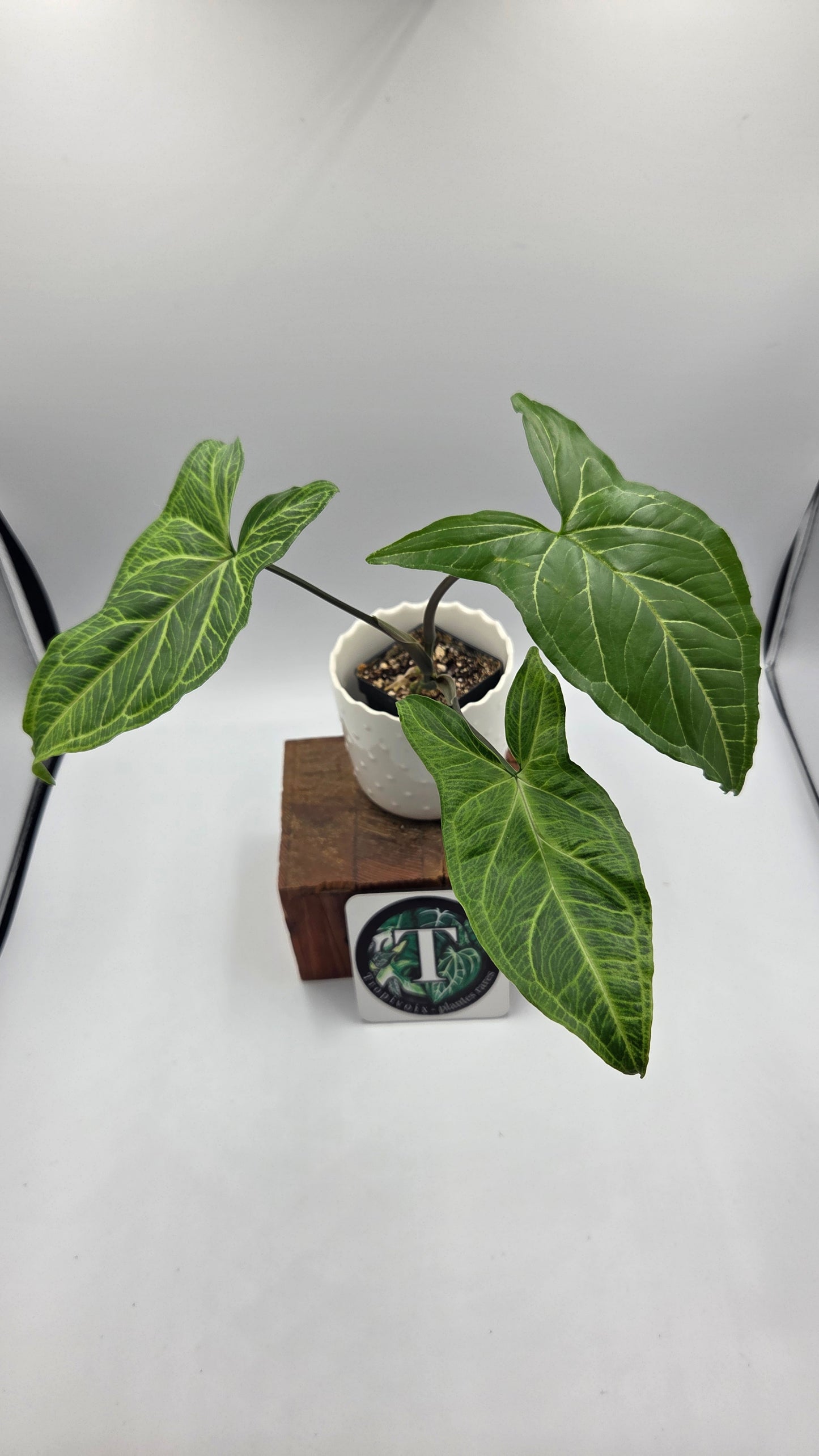 Syngonium Batik (SYN-501)