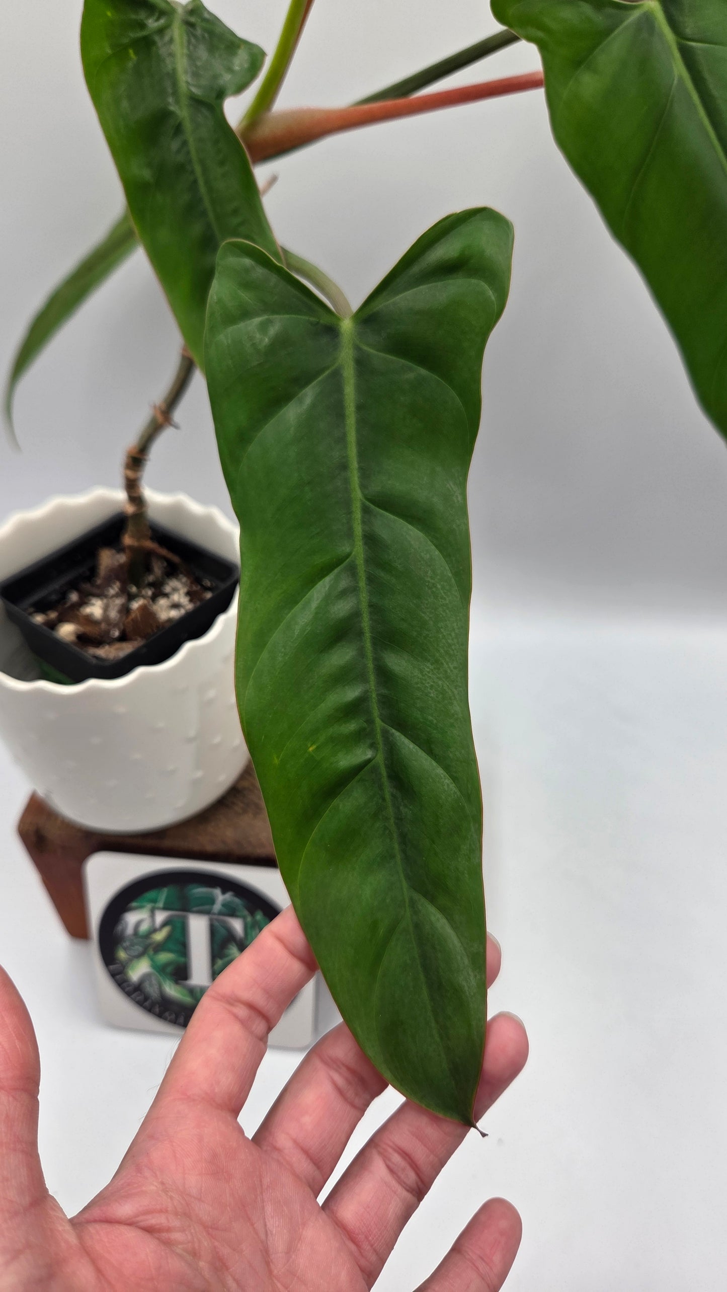 Philodendron Billietiae Aff (PHI-1077)