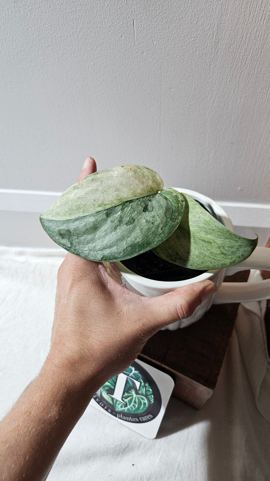 Scindapsus Nirmala (SCI-1107)