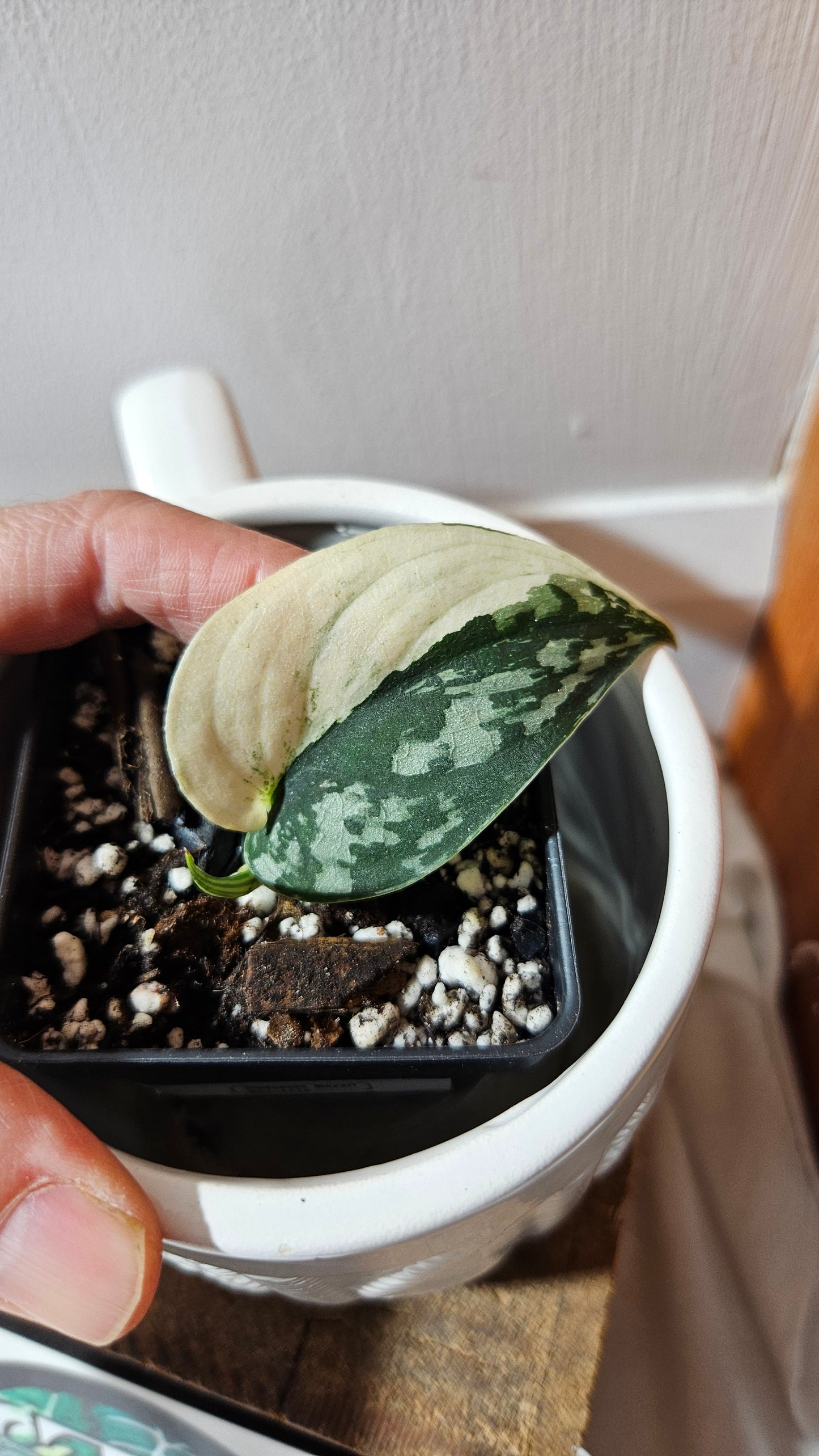 Scindapsus Mayari (SCI-1113)