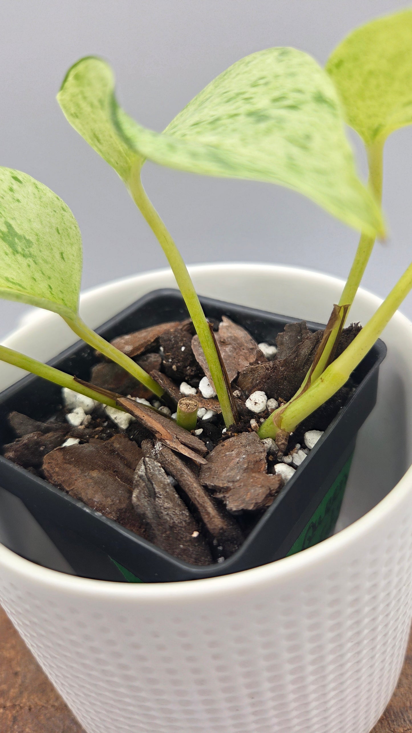 Epipremnum Aureum Marble Queen "version Snow Queen" (EPI-251)
