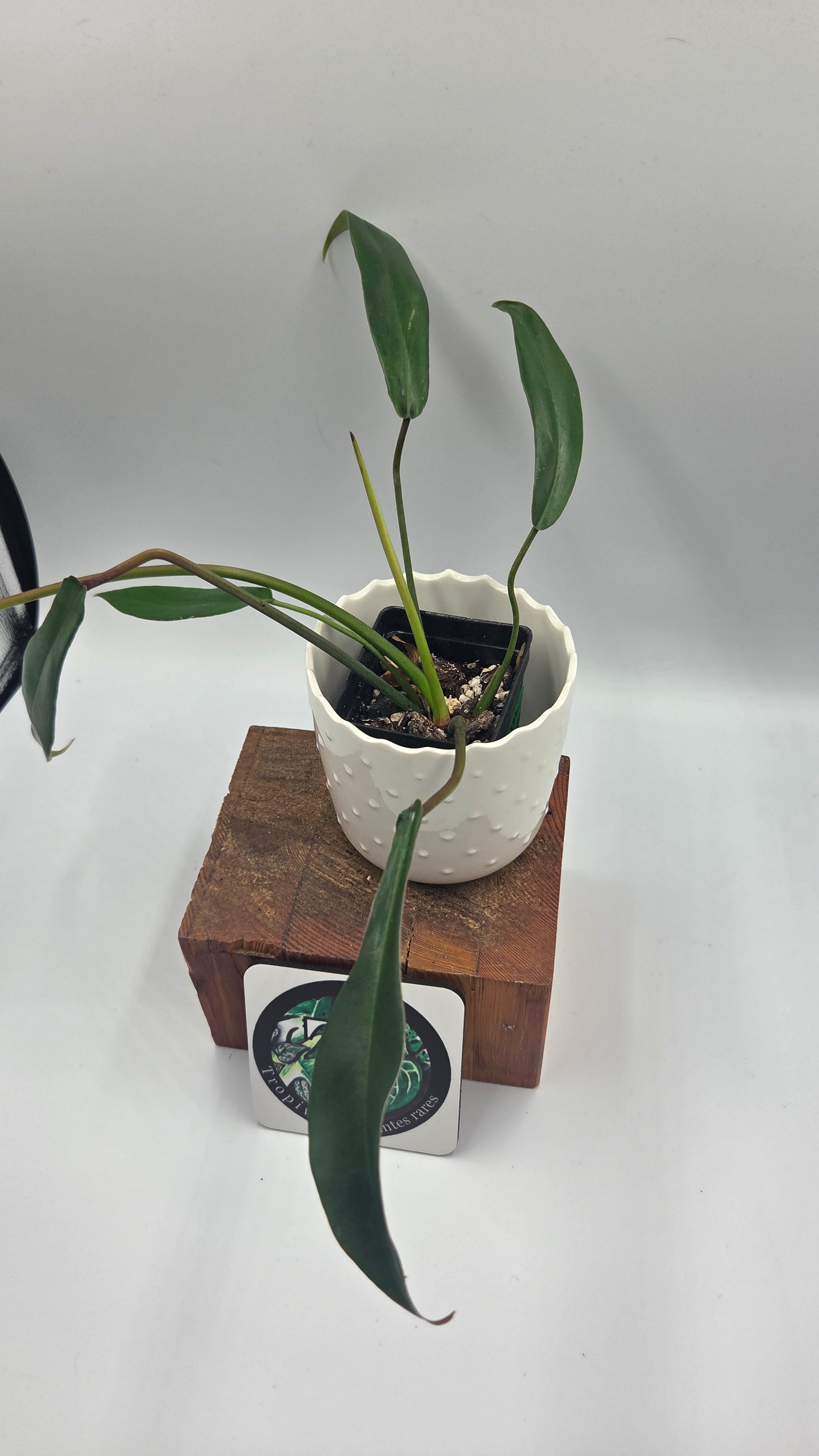 Philodendron Joepii (PHI-1034)