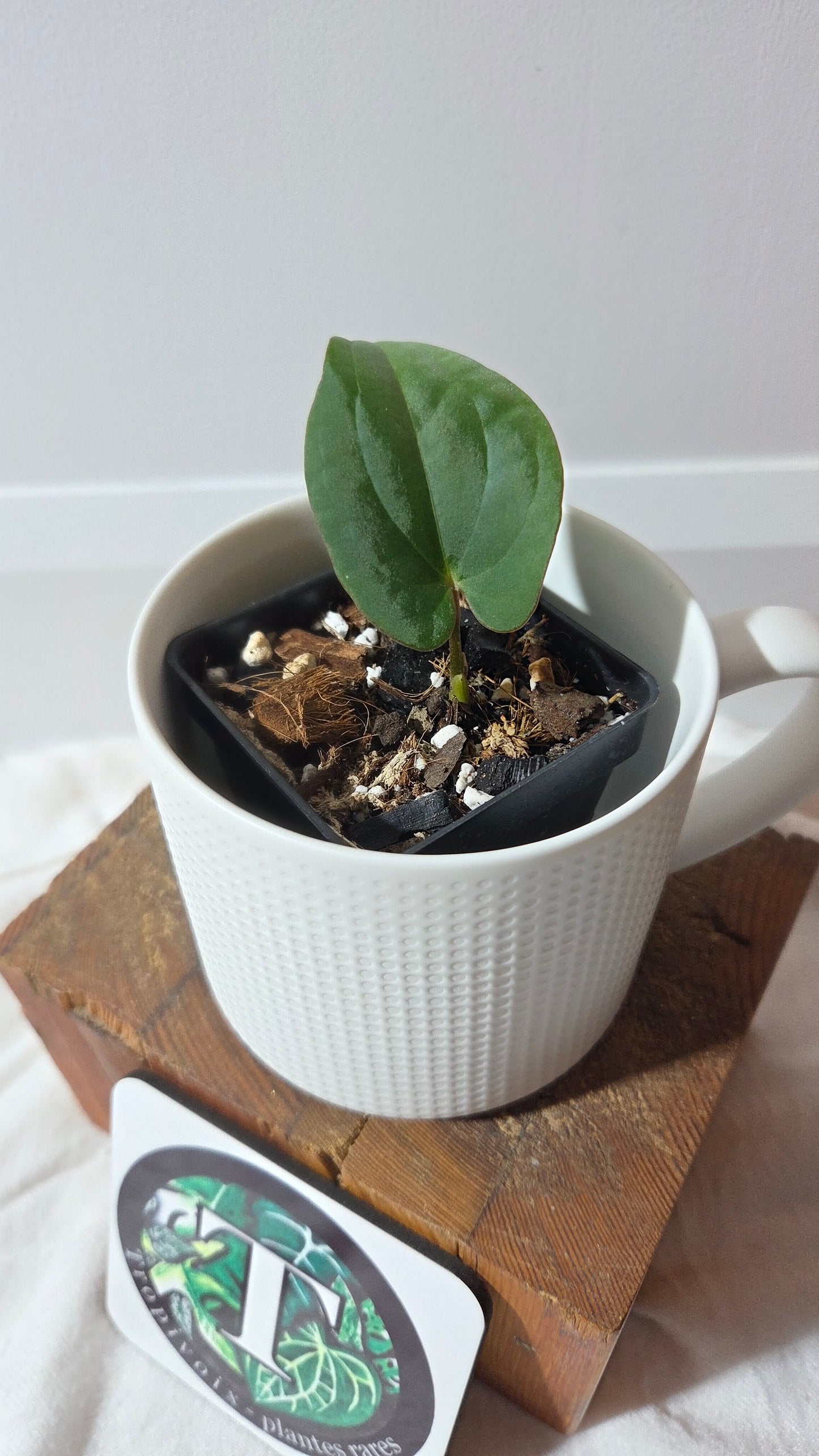 Anthurium Black Velvet Panama"format PETIT" (ANT-649)