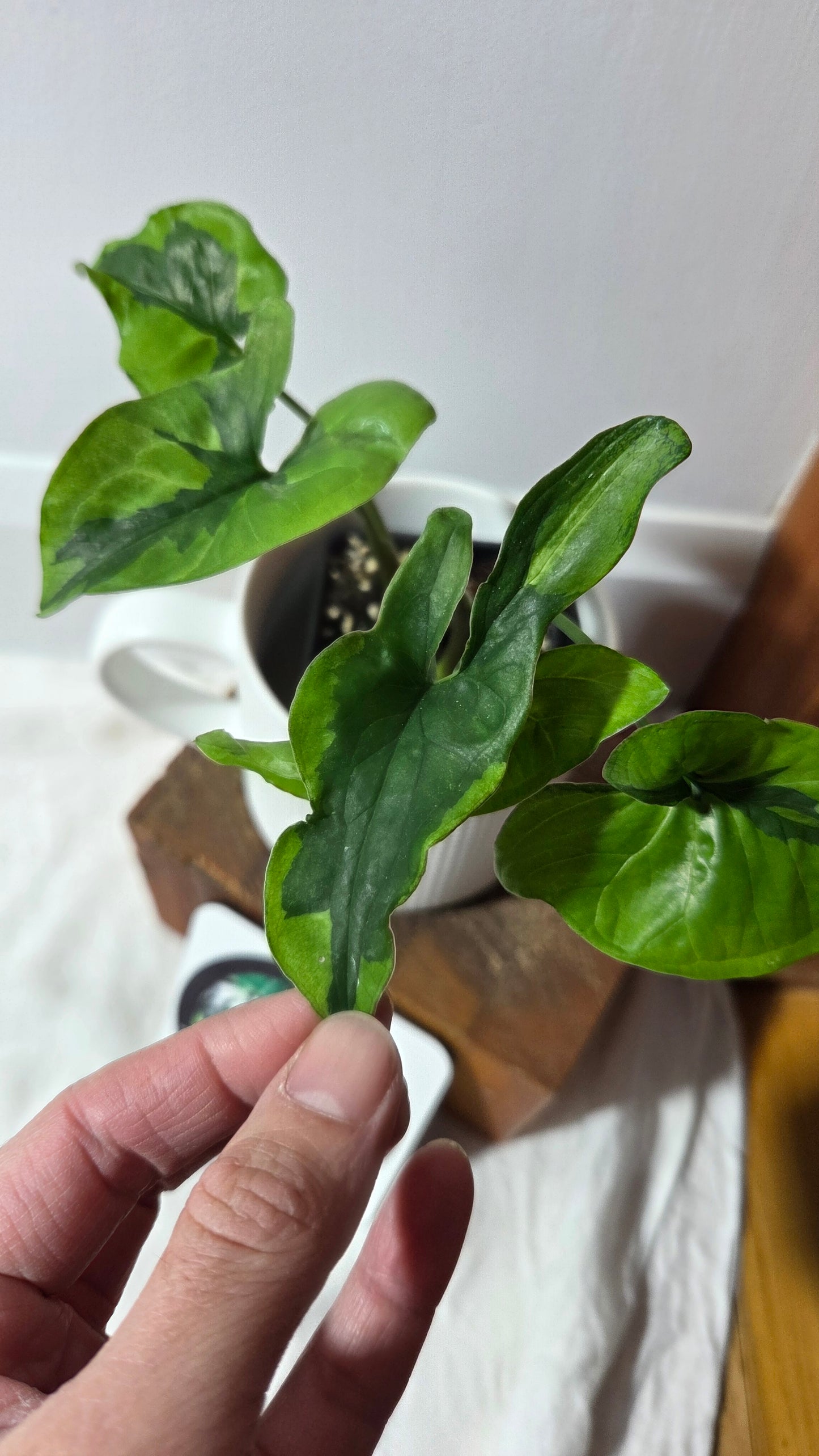 Syngonium Green Beauty (SYN-490)