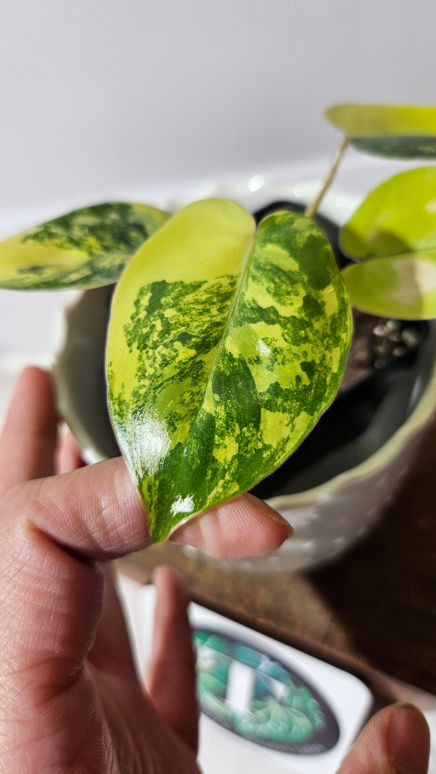 Philodendron Burlemarx Variegata (PHI-572)