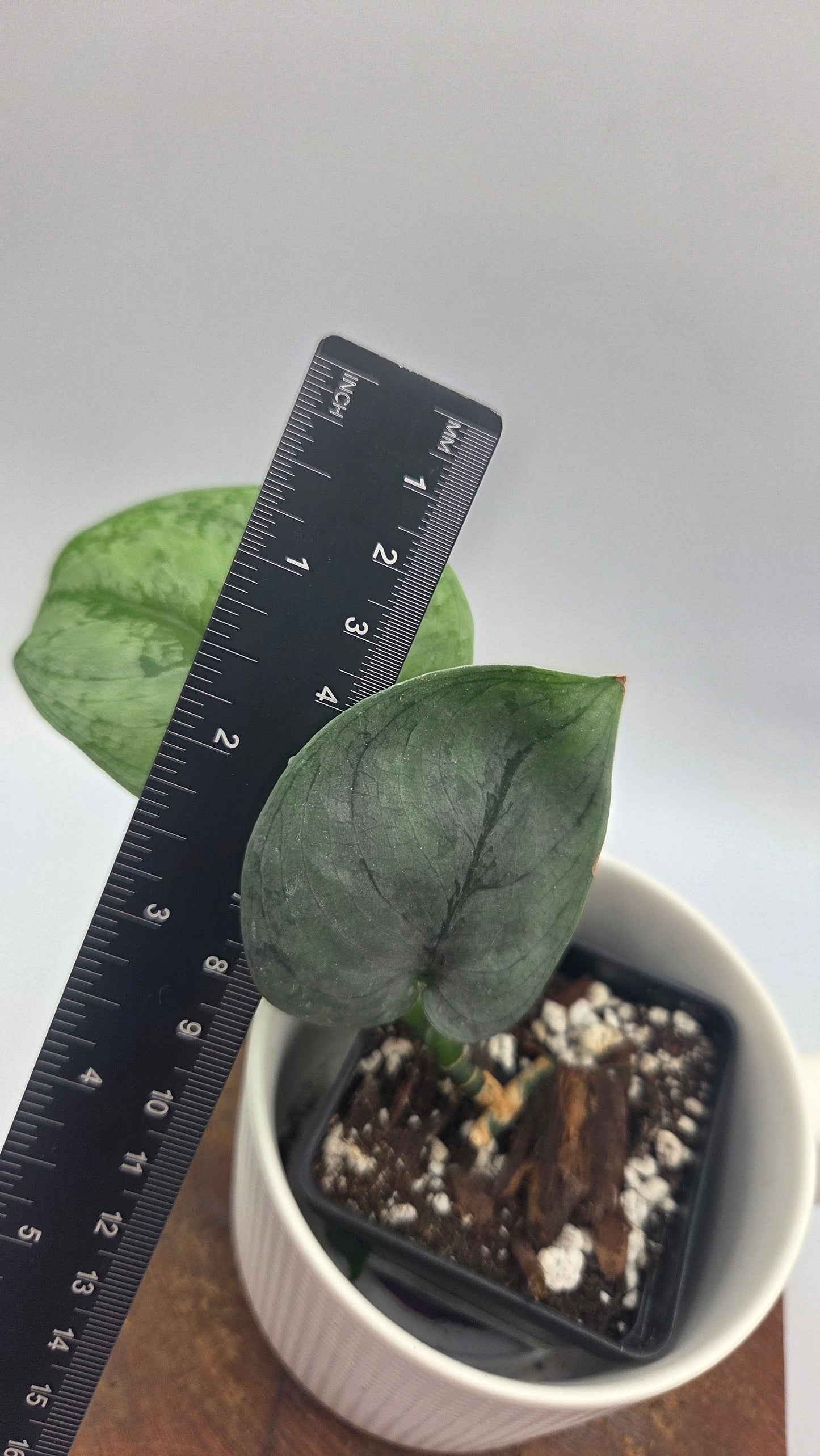 Scindapsus Silver Lava (SCI-1496)