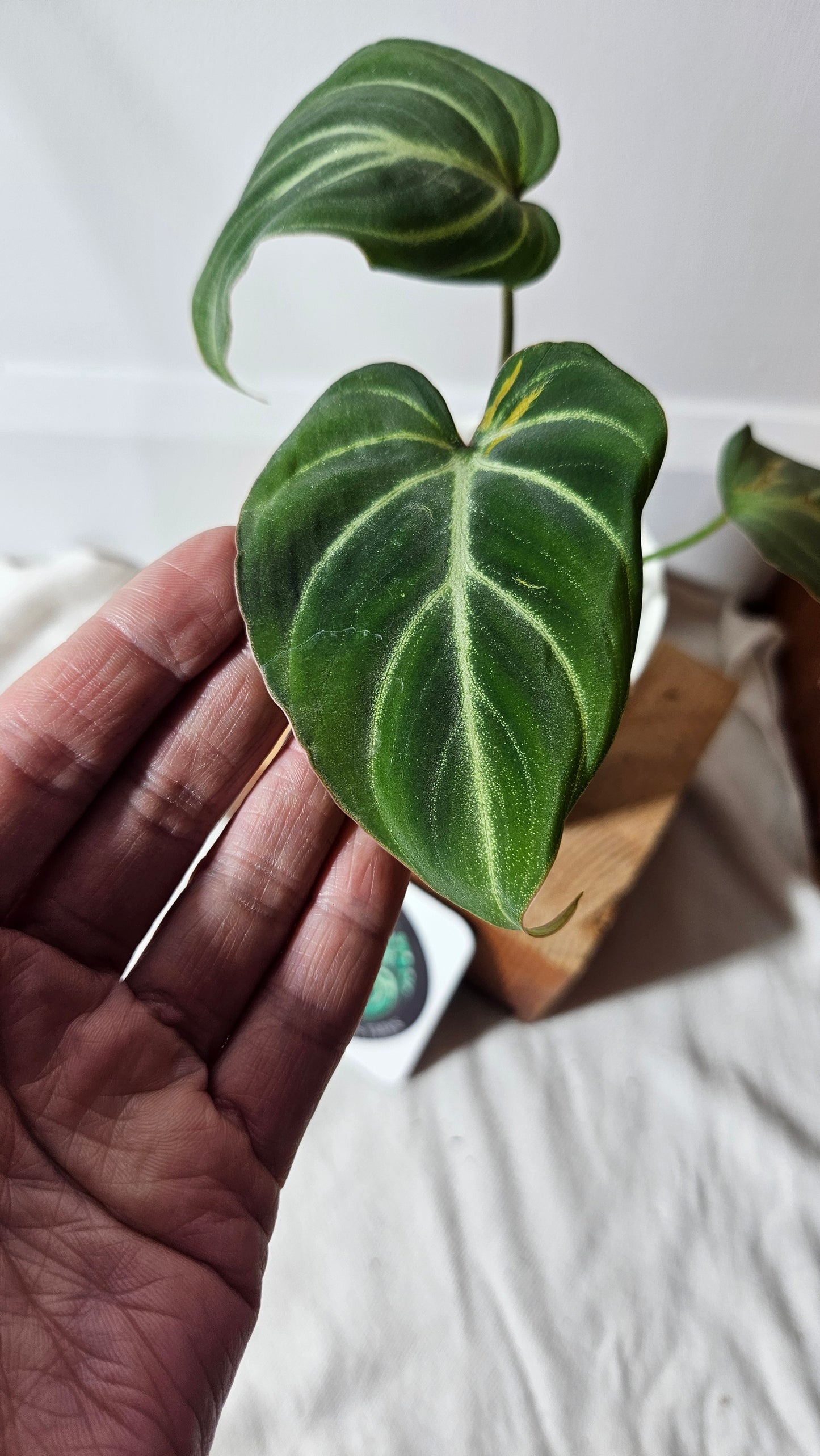 Philodendron Gloriosum Dark(PHI-666)