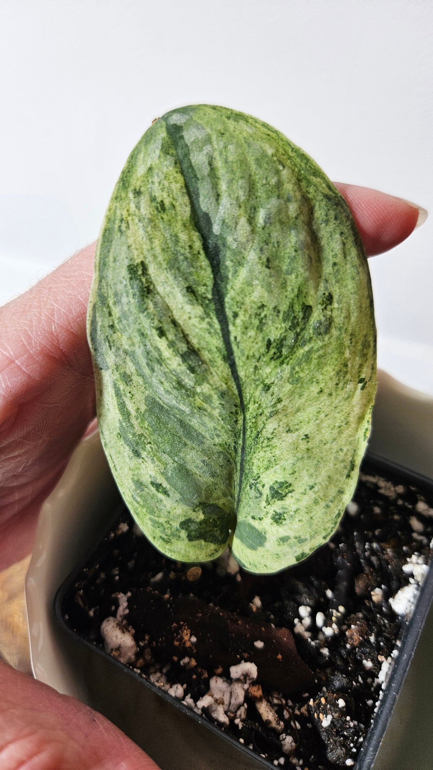 Scindapsus Black Dragon Variegata (SCI-618)