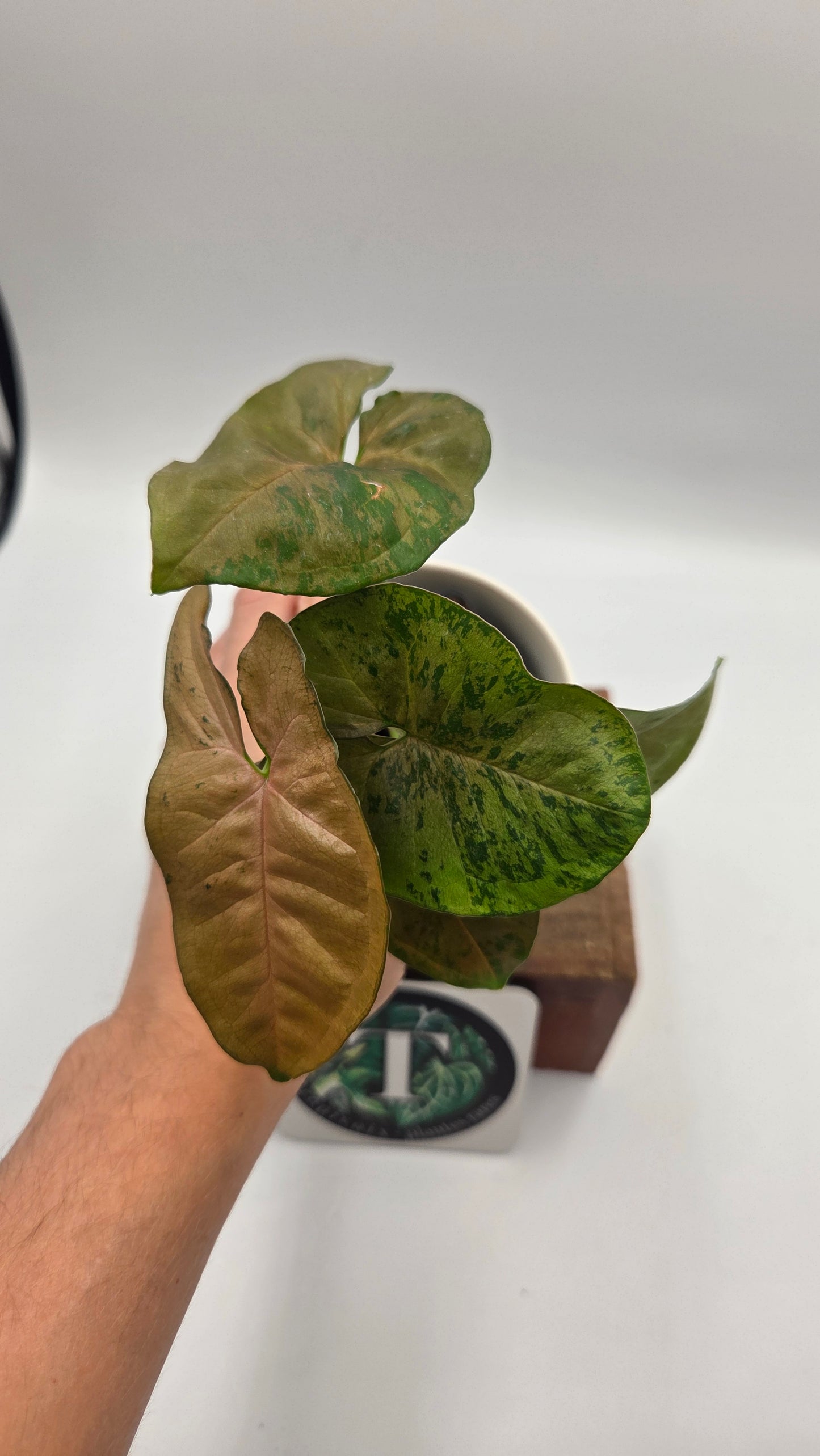 Syngonium Pink Flecked (SYN-520)