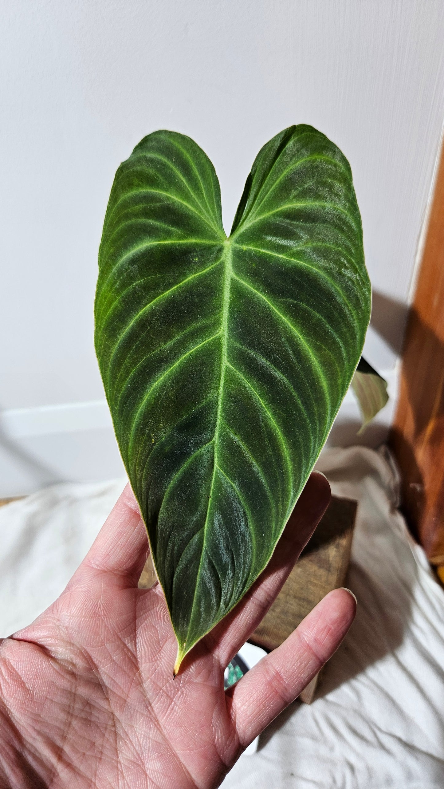 Philodendron Splendide (PHI-592)