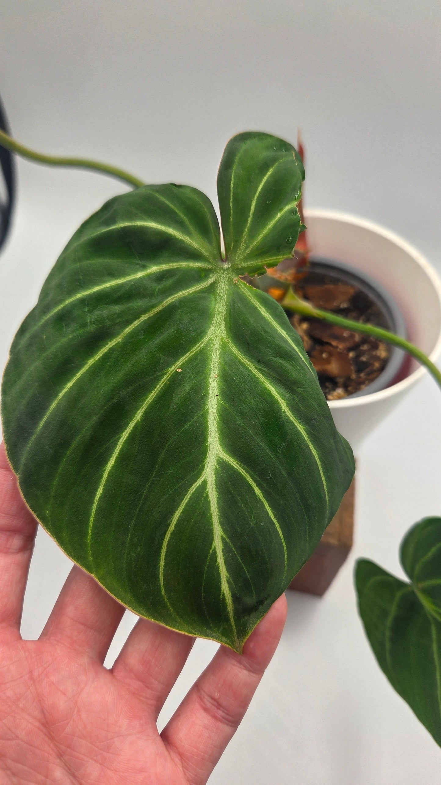 Philodendron Gloriosum Pink (PHI-1047)