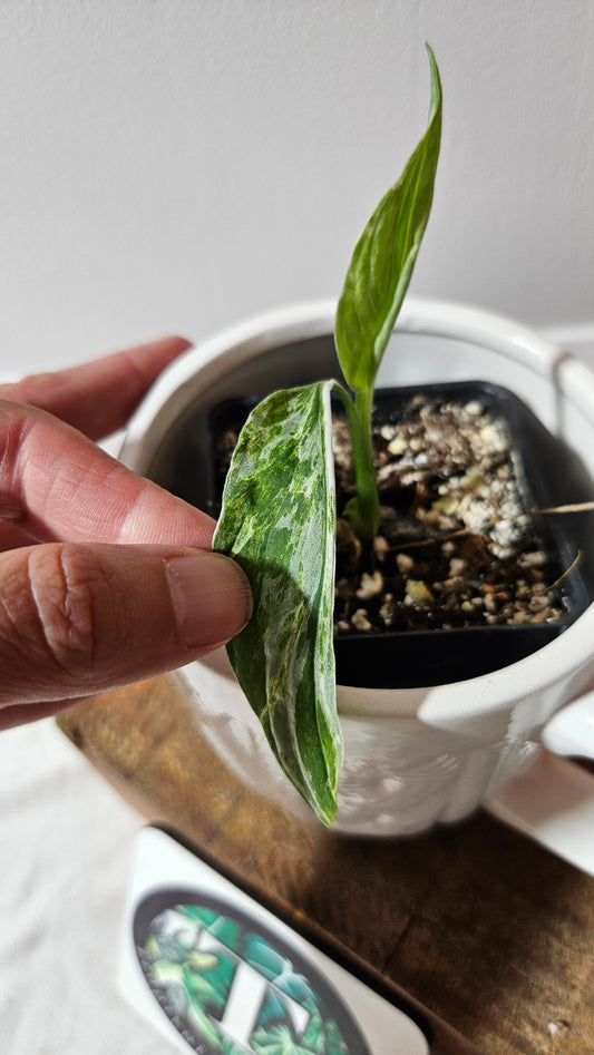 Monstera Andasonii Mint/Indo (MON-477)