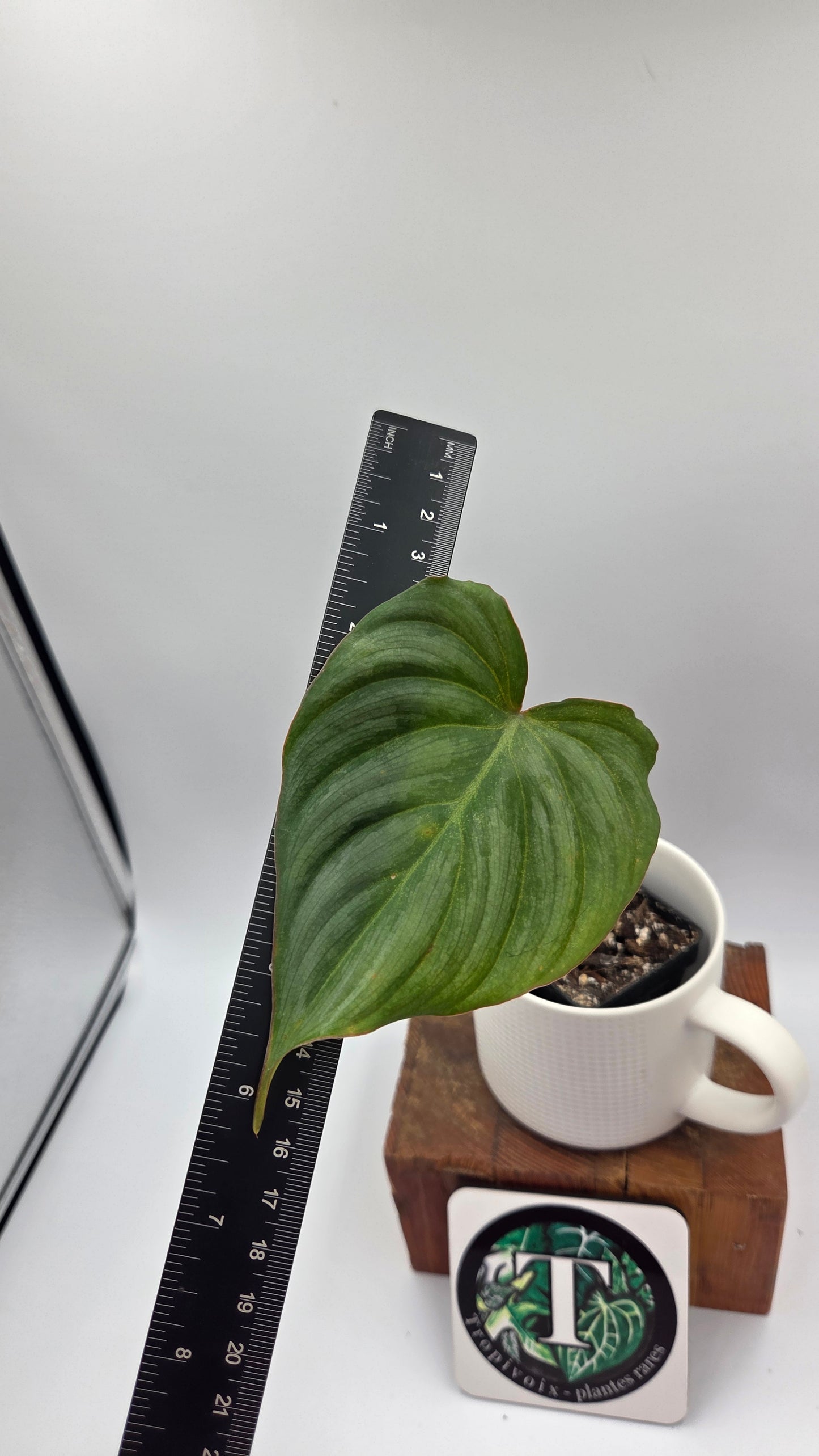 Philodendron Gloriosum Platinum (PHI-1031)
