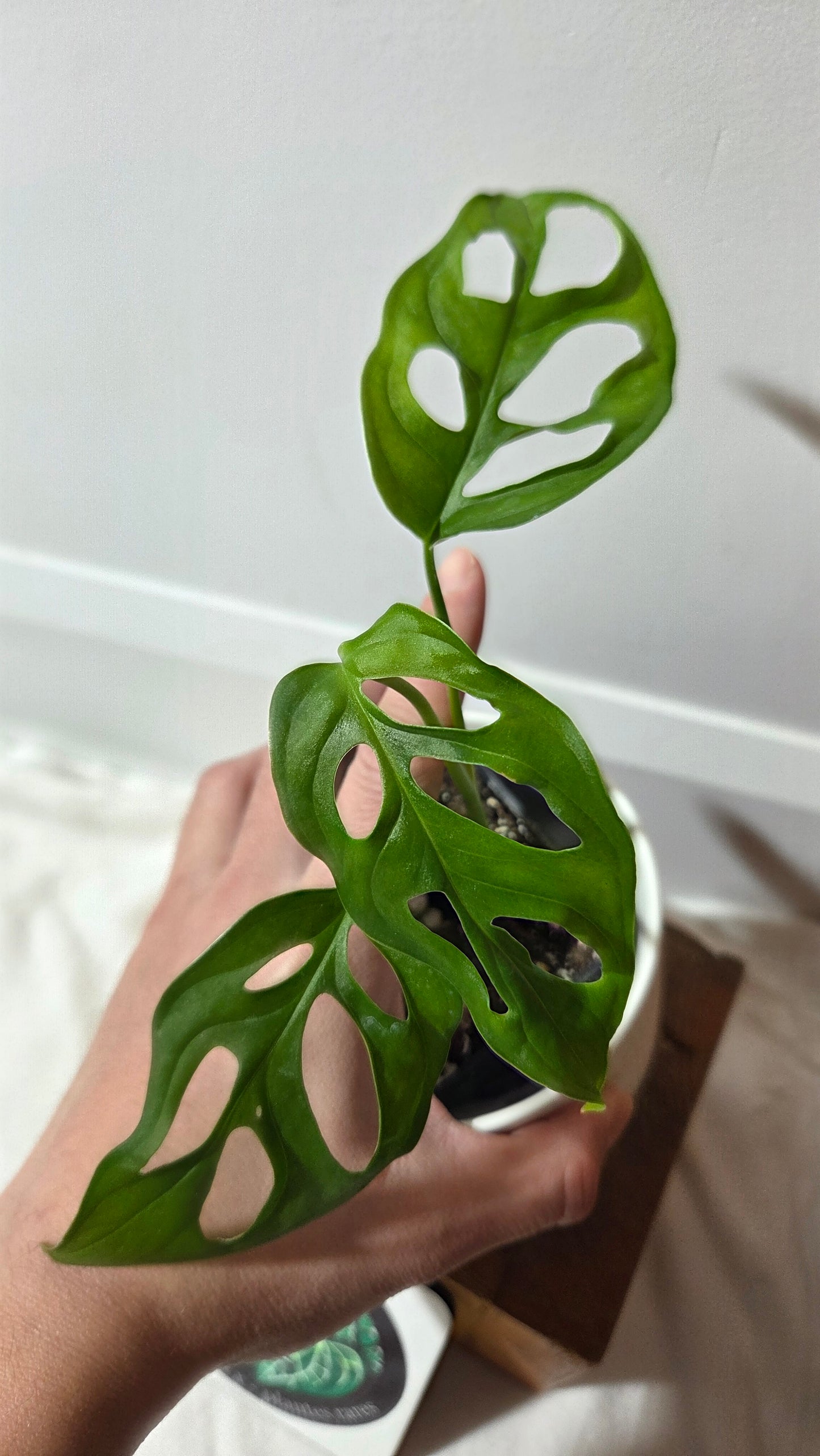 Monstera Obliqua Aff Tena (MON-266)