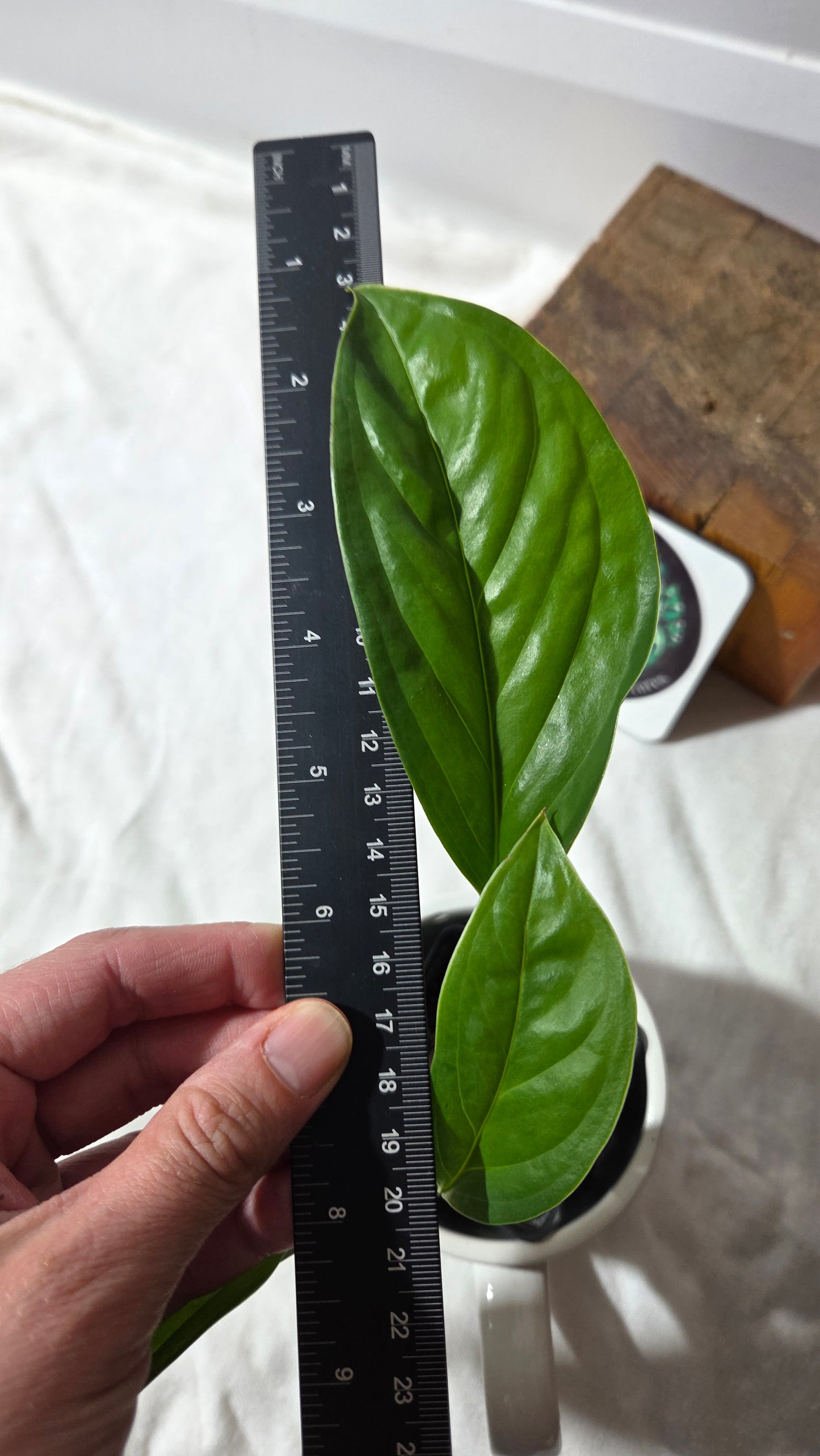 Monstera Obliqua Aff Calacali (MON-514)